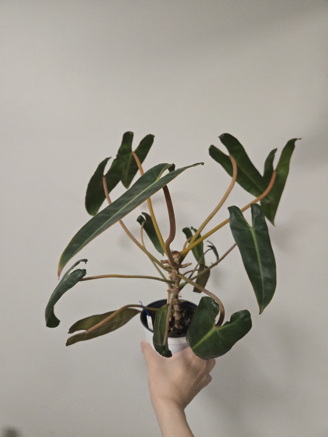 Philodendron Billietiae in 4.3"pot - photo 2