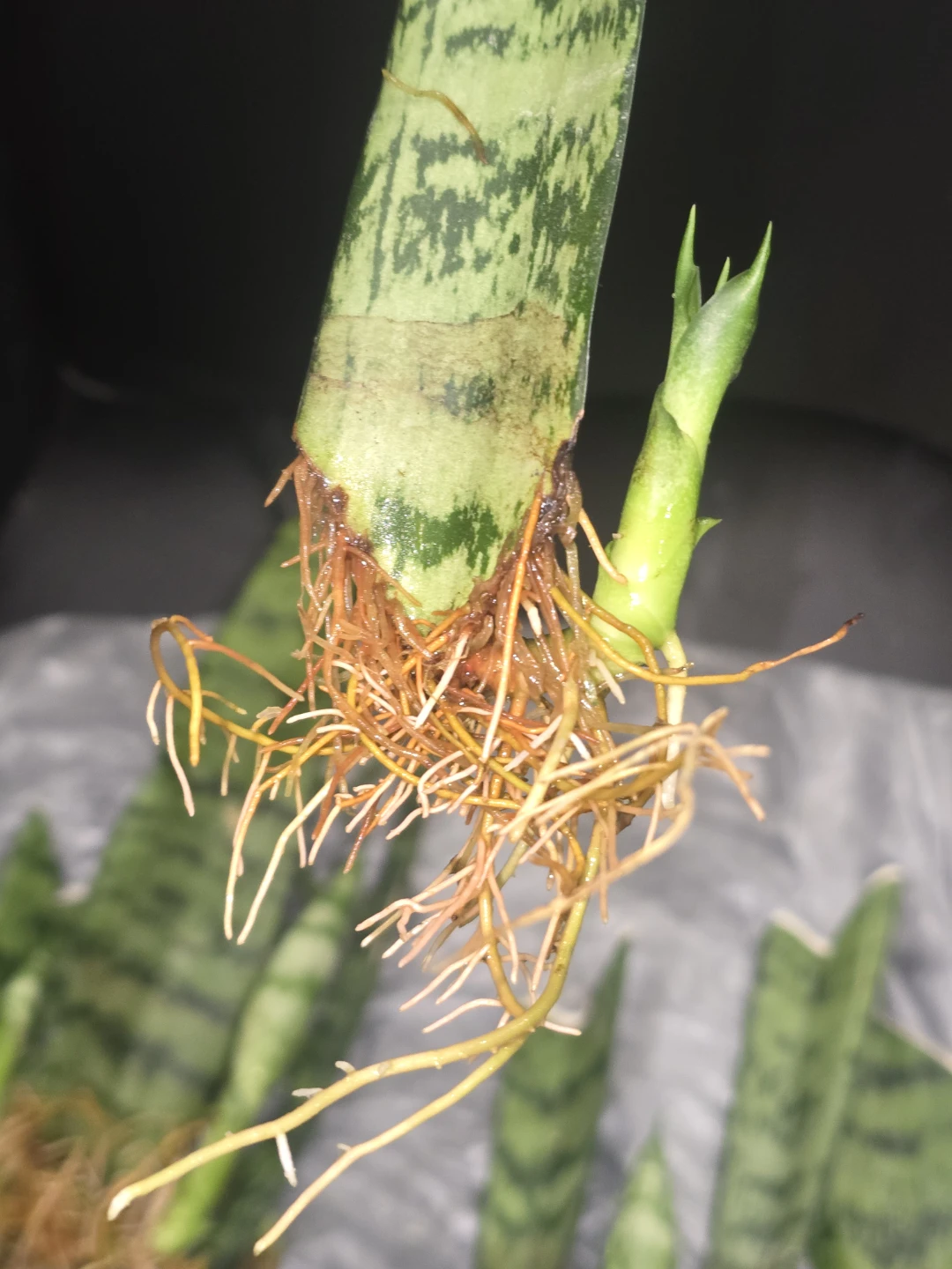 Baby snake plant  ready to pot - photo 4