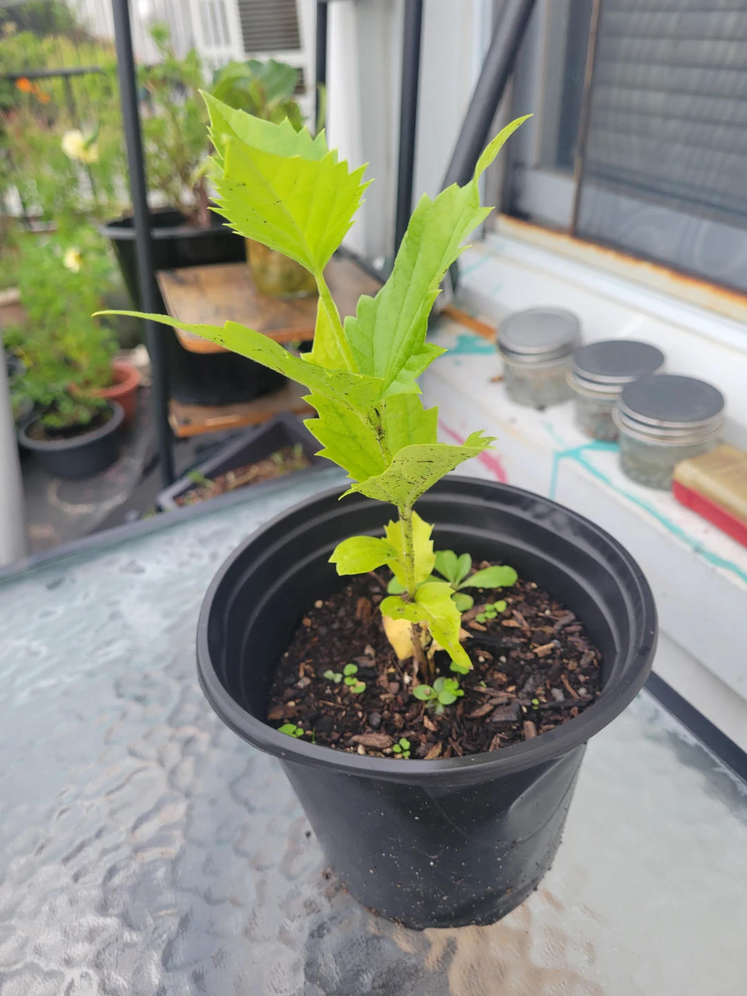 Shiuli plant (Nyctanthes arbor-tristis) - photo 2