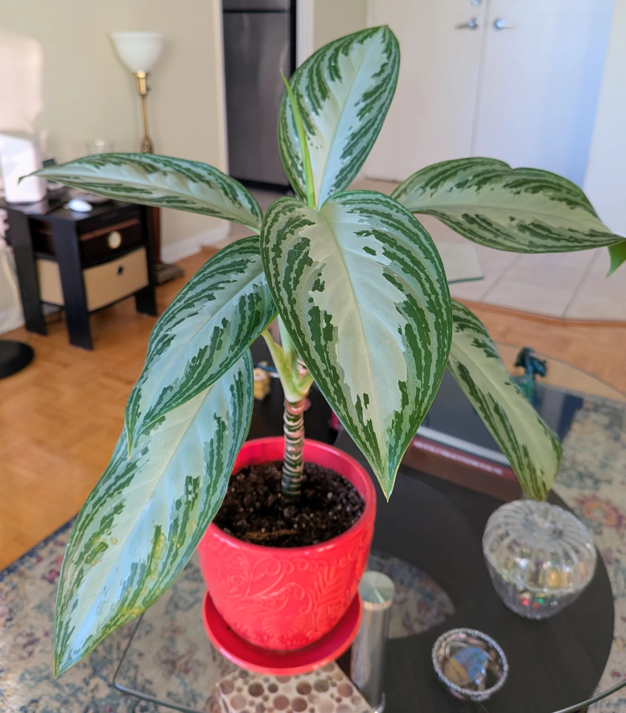Aglaonema Healthy Plant in Orange Pot