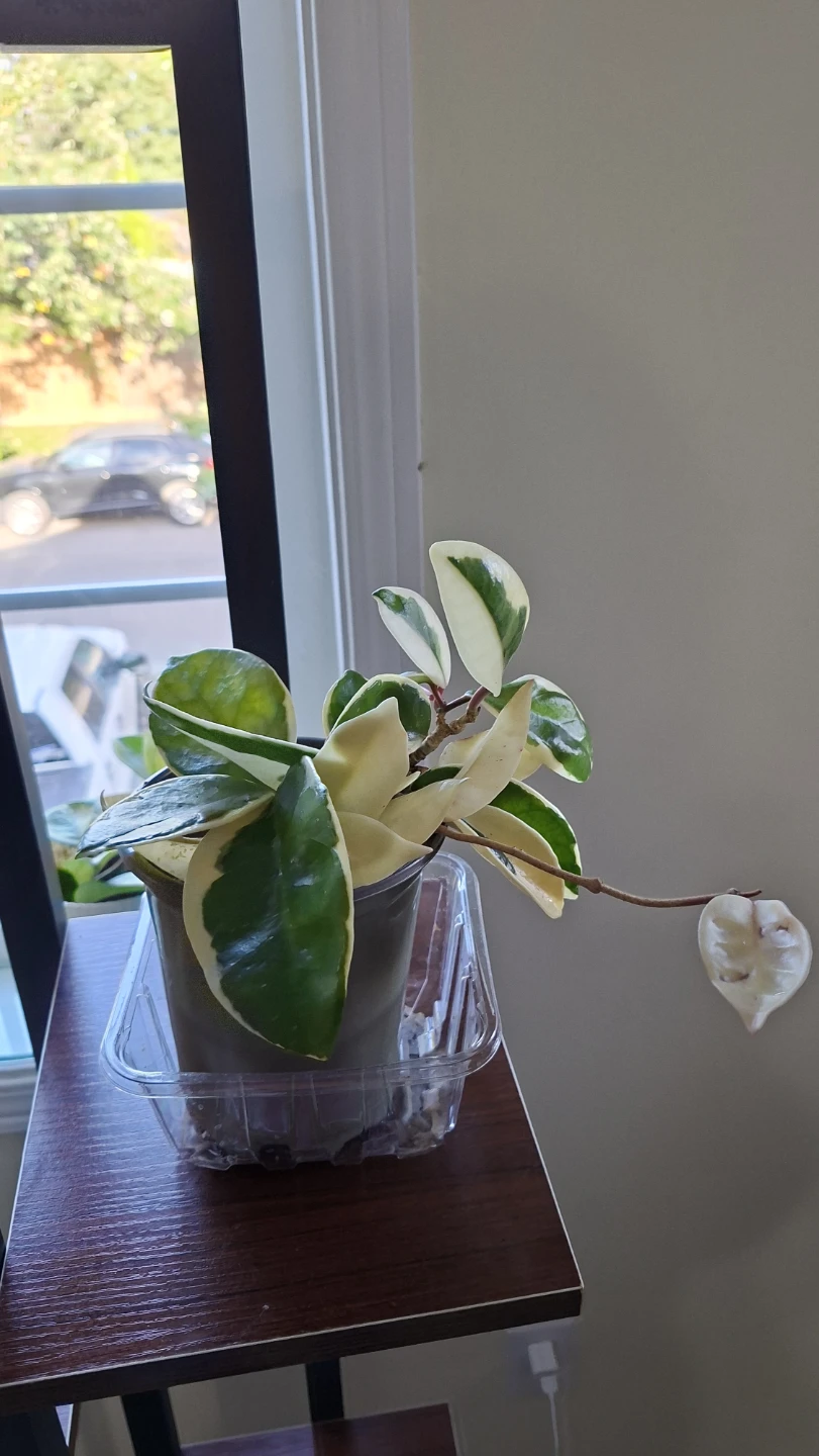 Hoya Carnosa Tricolor