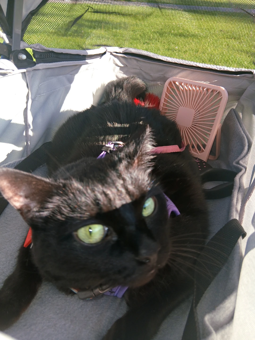 Lightweight Pet Stroller - photo 5
