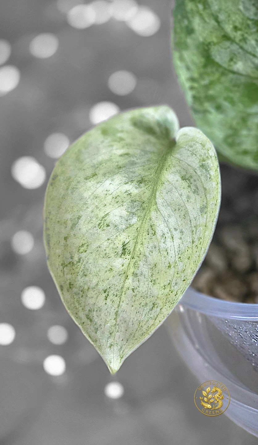 Scindapsus pictus Halimoon "Unfolding Silver" - photo 2