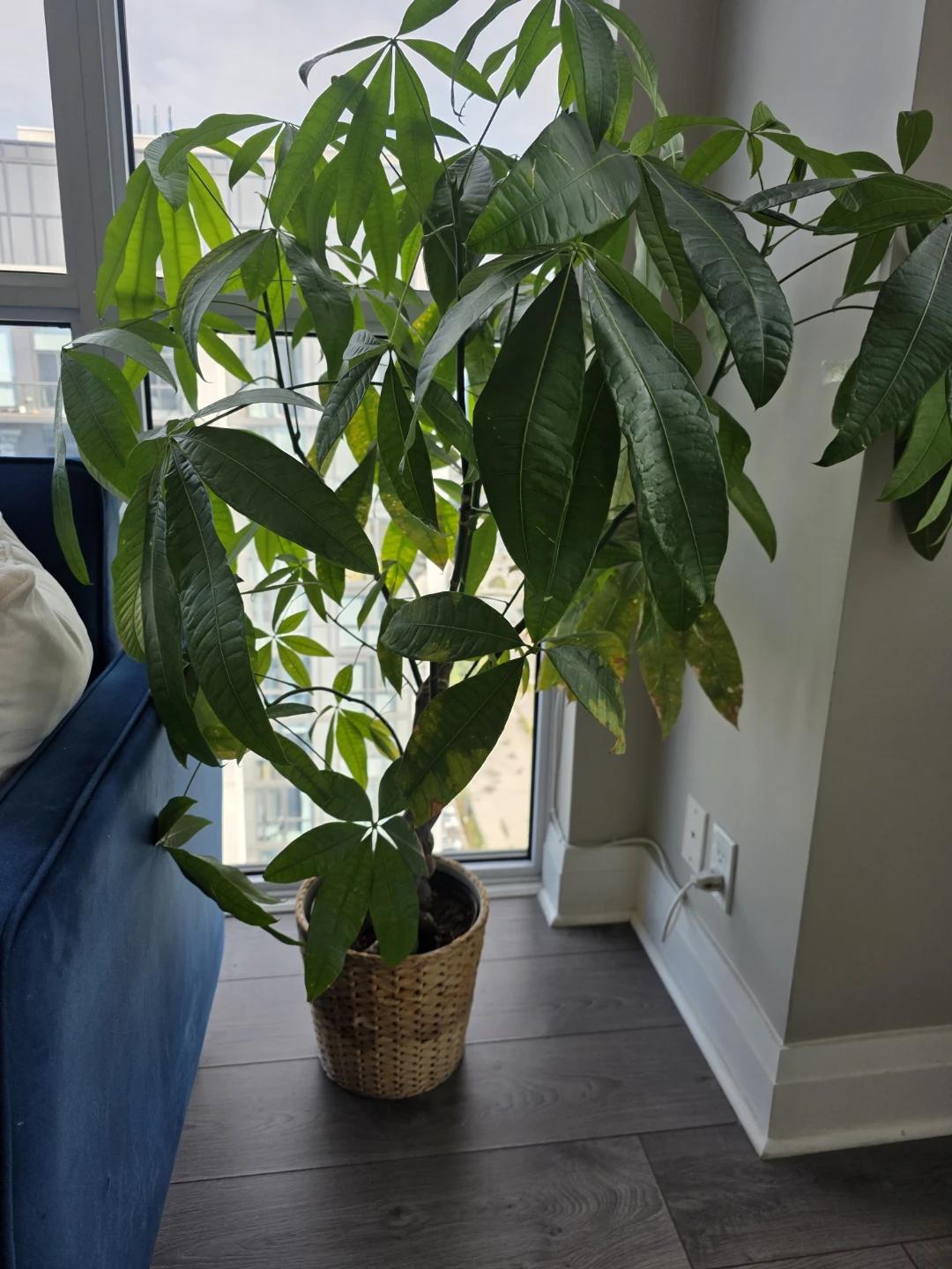 Large Money Tree Plant - photo 2