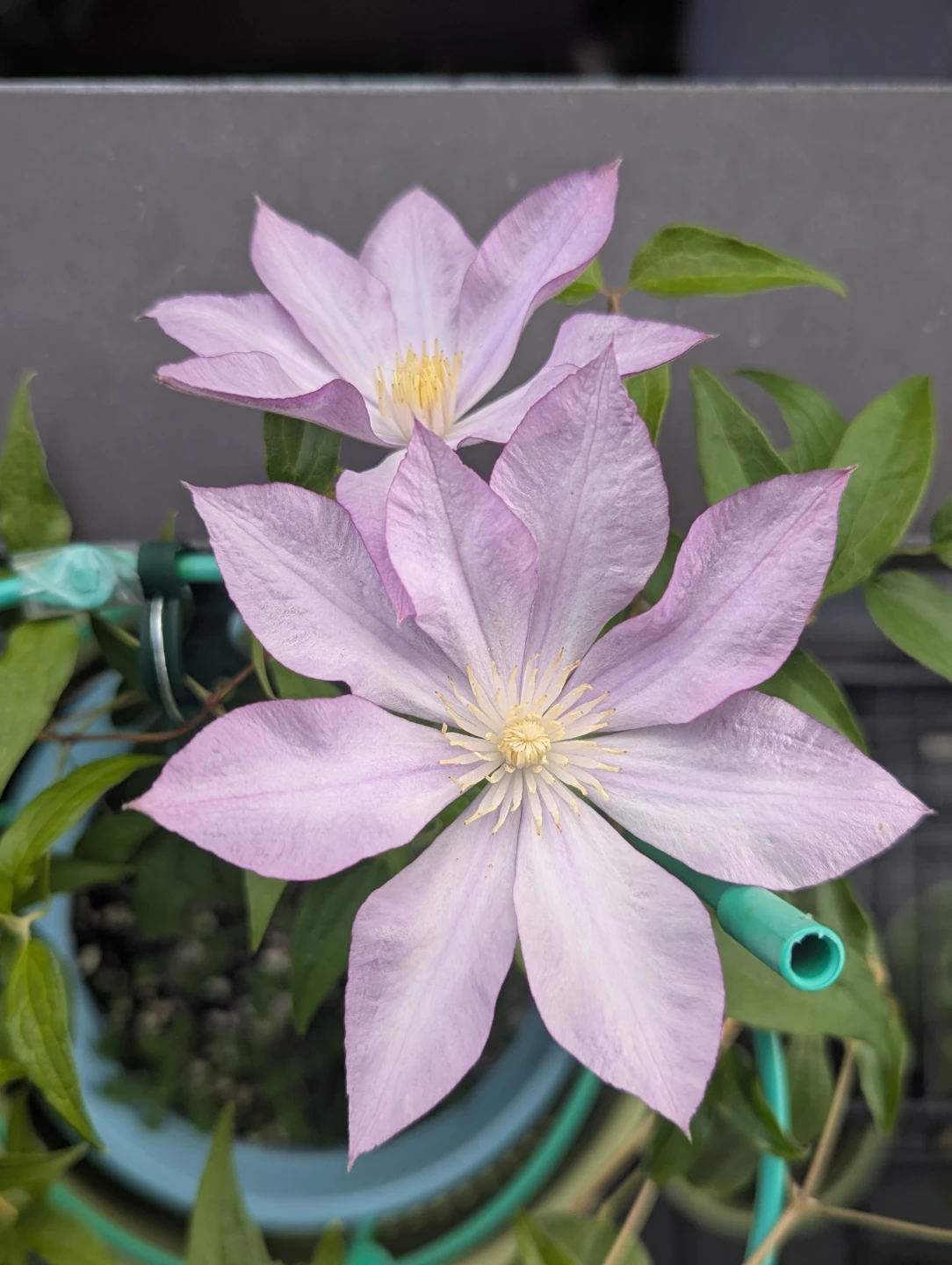 Live Clematis Plant - Proteus