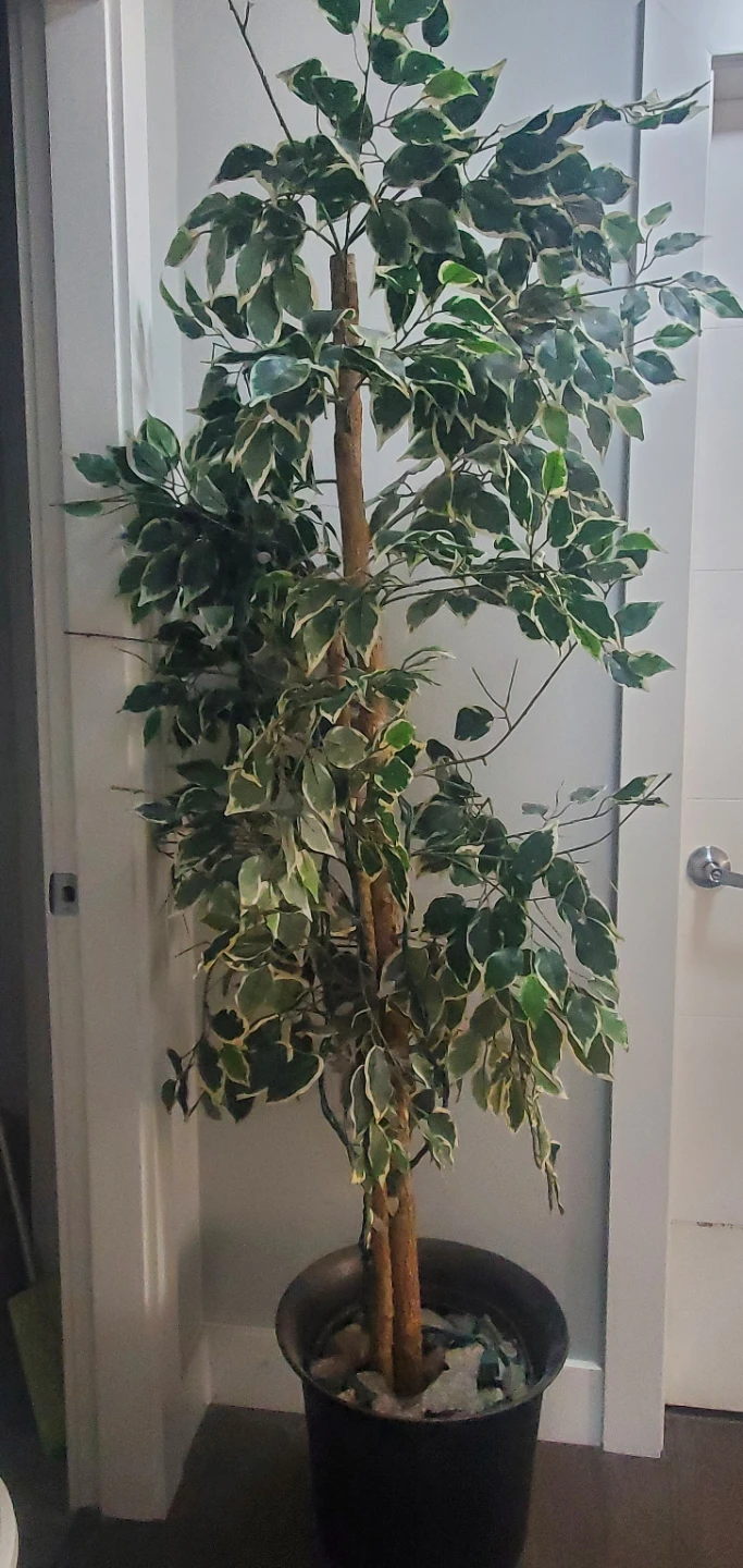 Artificial Variegated Ficus Tree