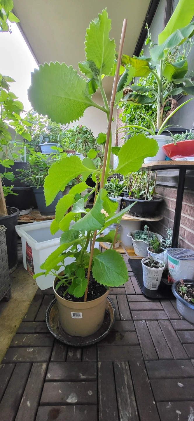 Mexican Mint/ Tần dày lá - photo 2