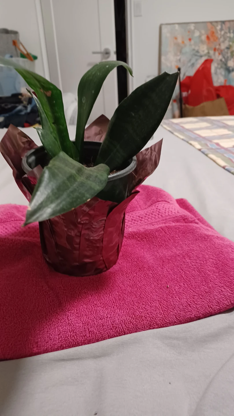 Snake Plant in 4 inch Pot - photo 3