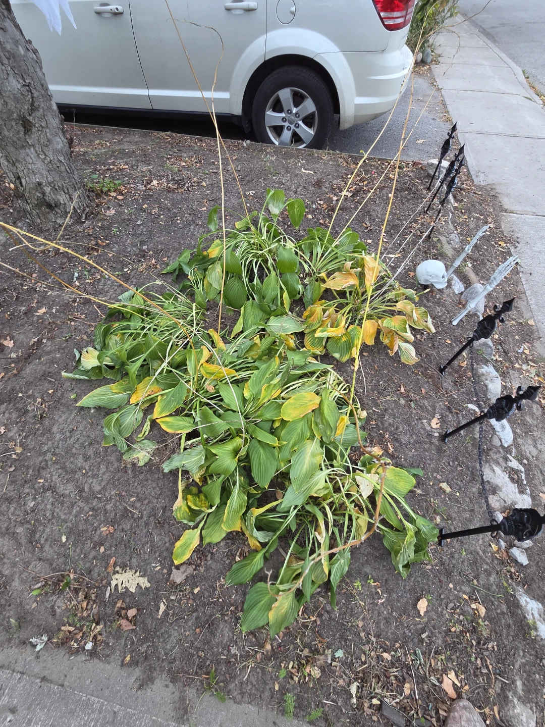 FREE HOSTAS