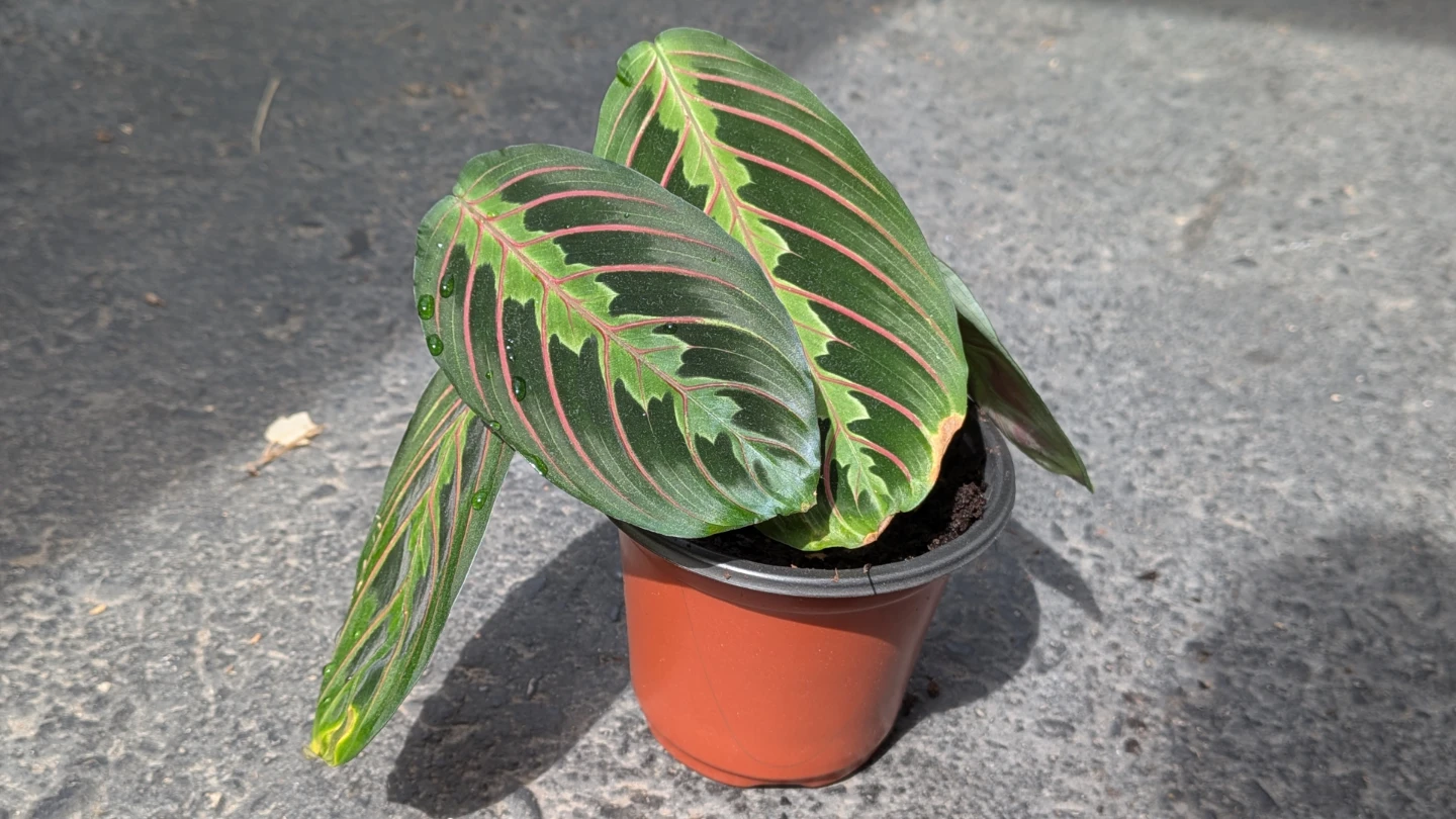 Red Vein Prayer Plant