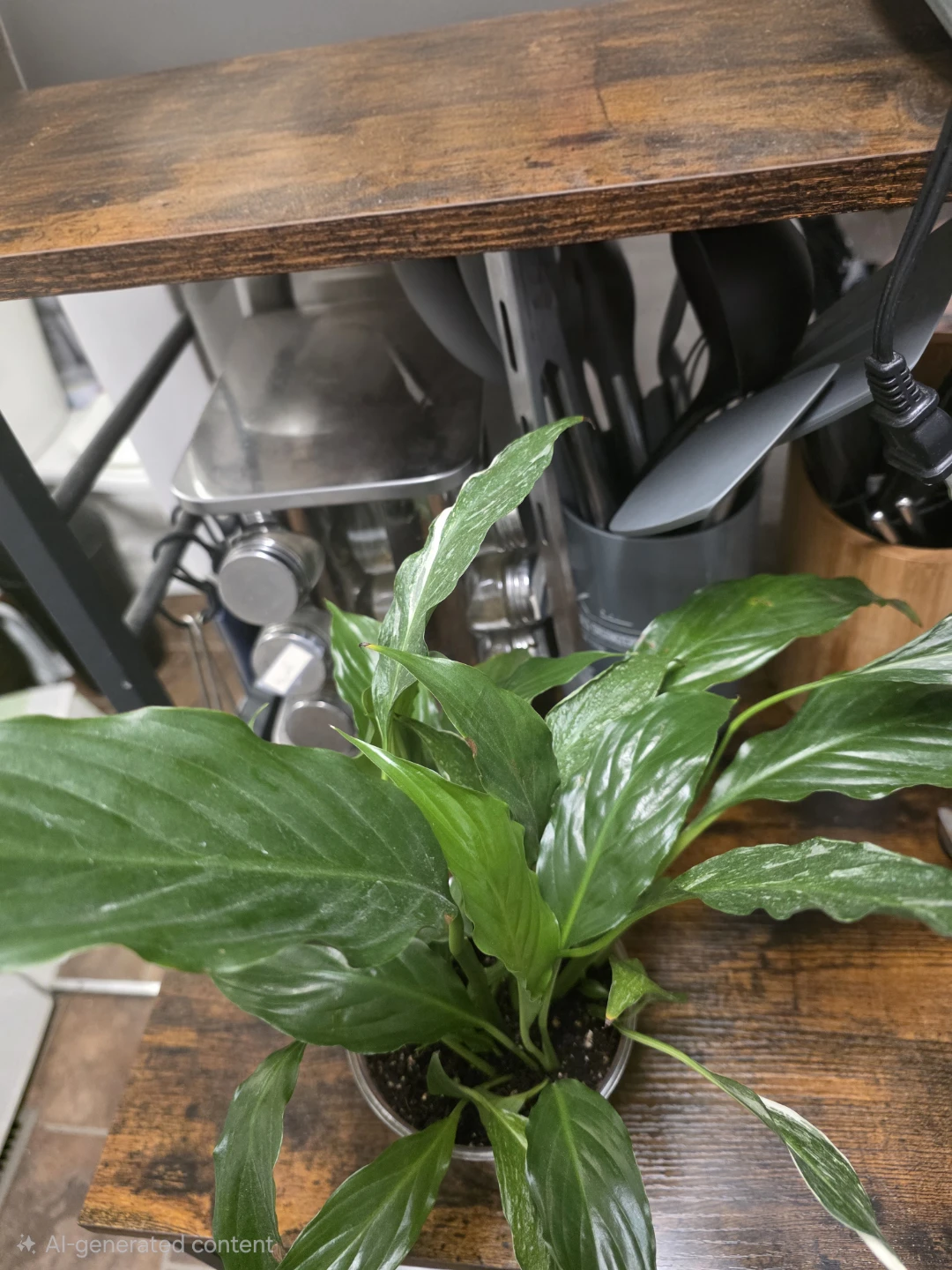 Variegated Peace Lily/ regular peace lily - photo 2