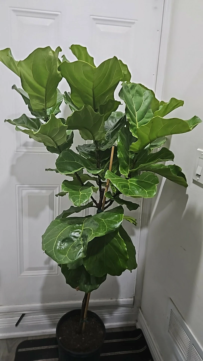 Large Fiddle Leaf Fig Plant - photo 3