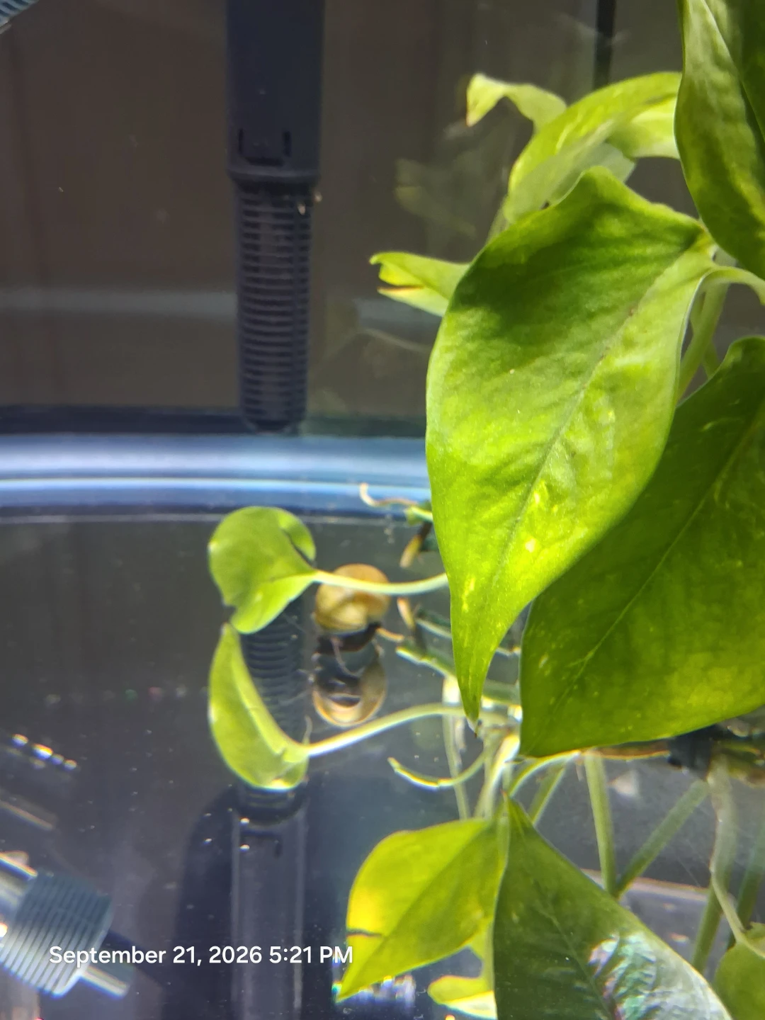 6 Free Mystery snails 🐌 - photo 3