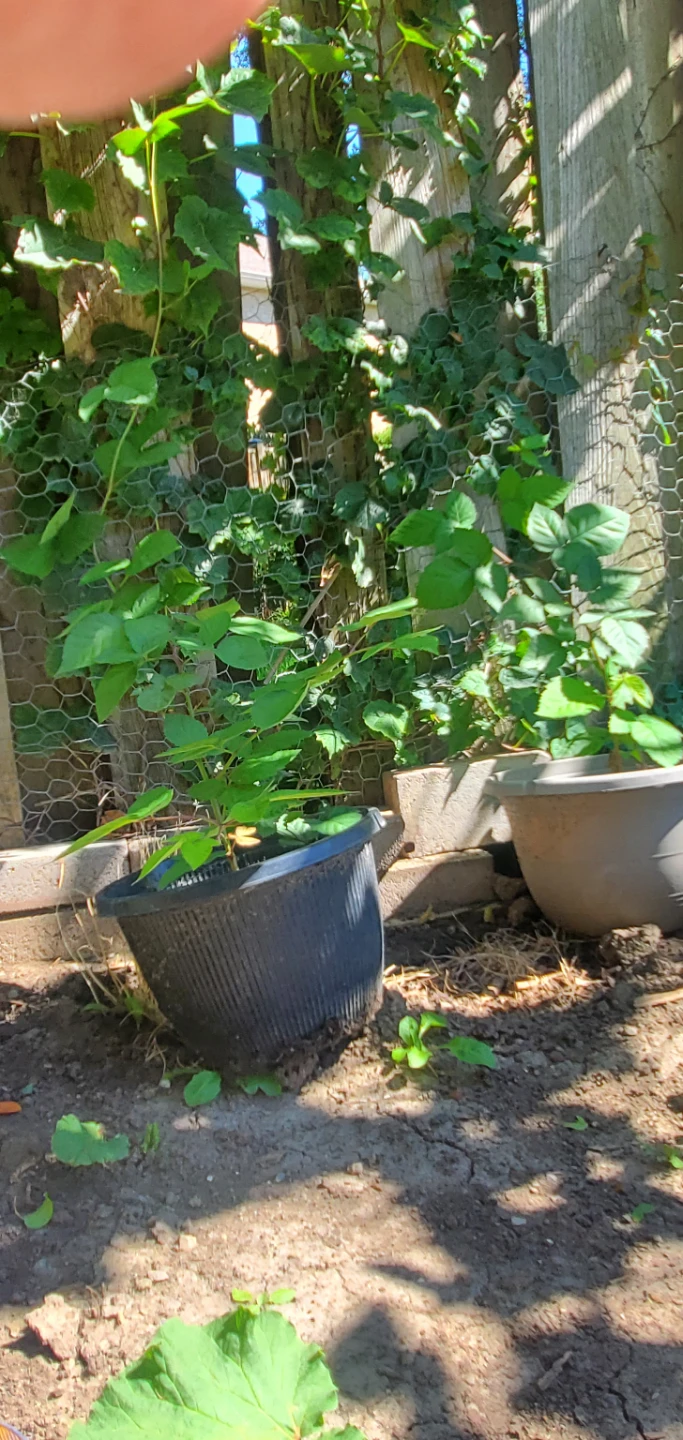 Blackberry in pot