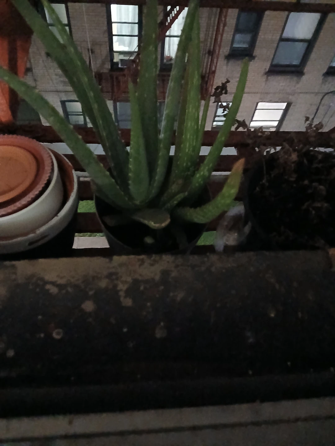 Aloe Vera plant in pot🏈