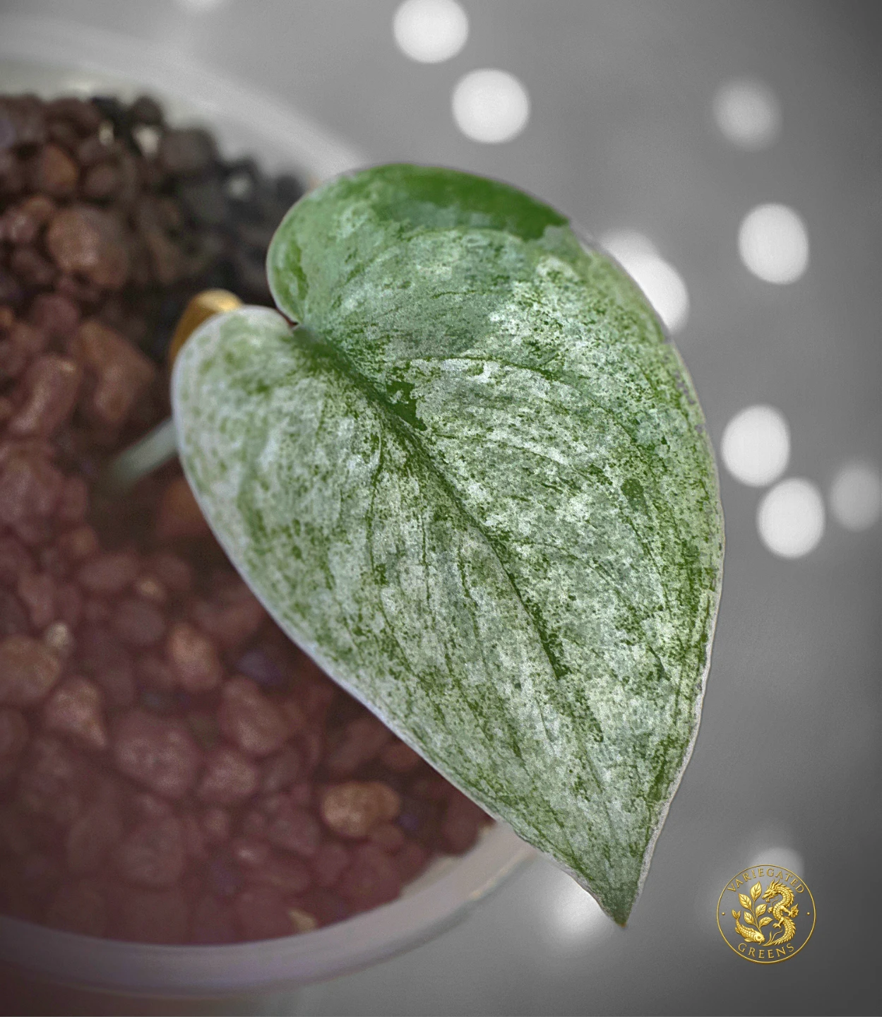 Scindapsus pictus Halimoon "Mineral Wash"
