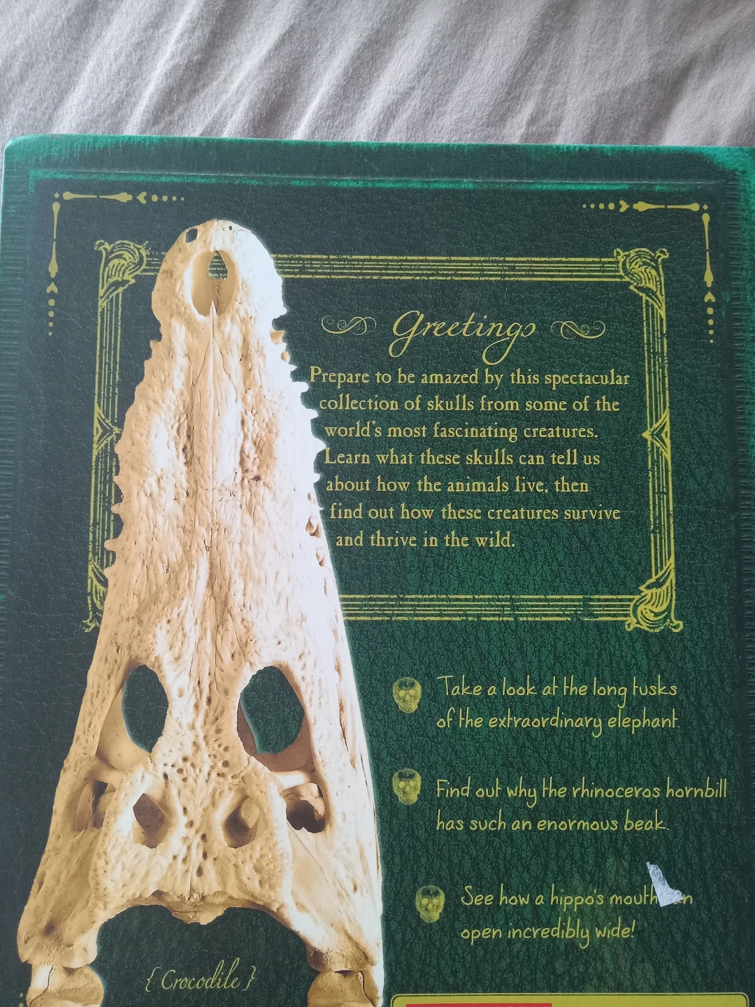 Bone Collection: Skulls by Scholastic - photo 2
