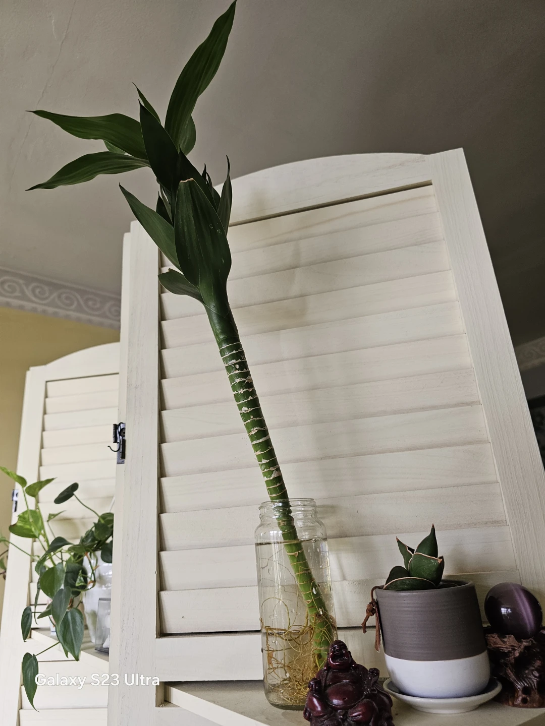 Lucky Bamboo plant in glass jar - photo 2