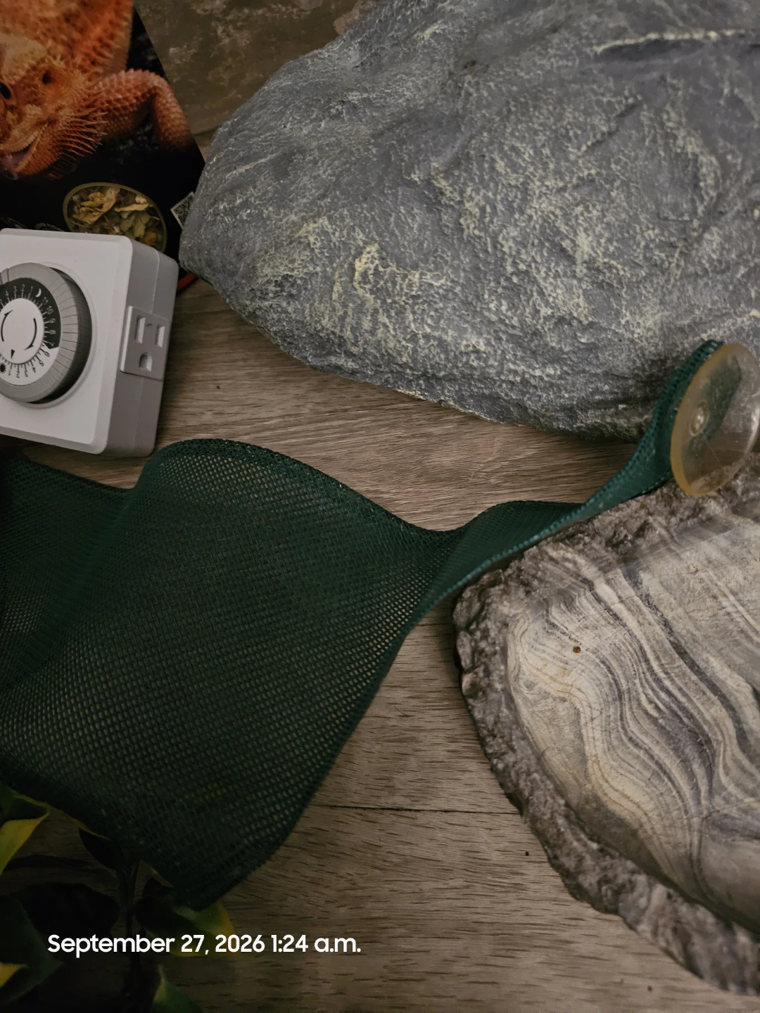 Bearded dragon starter set - photo 2