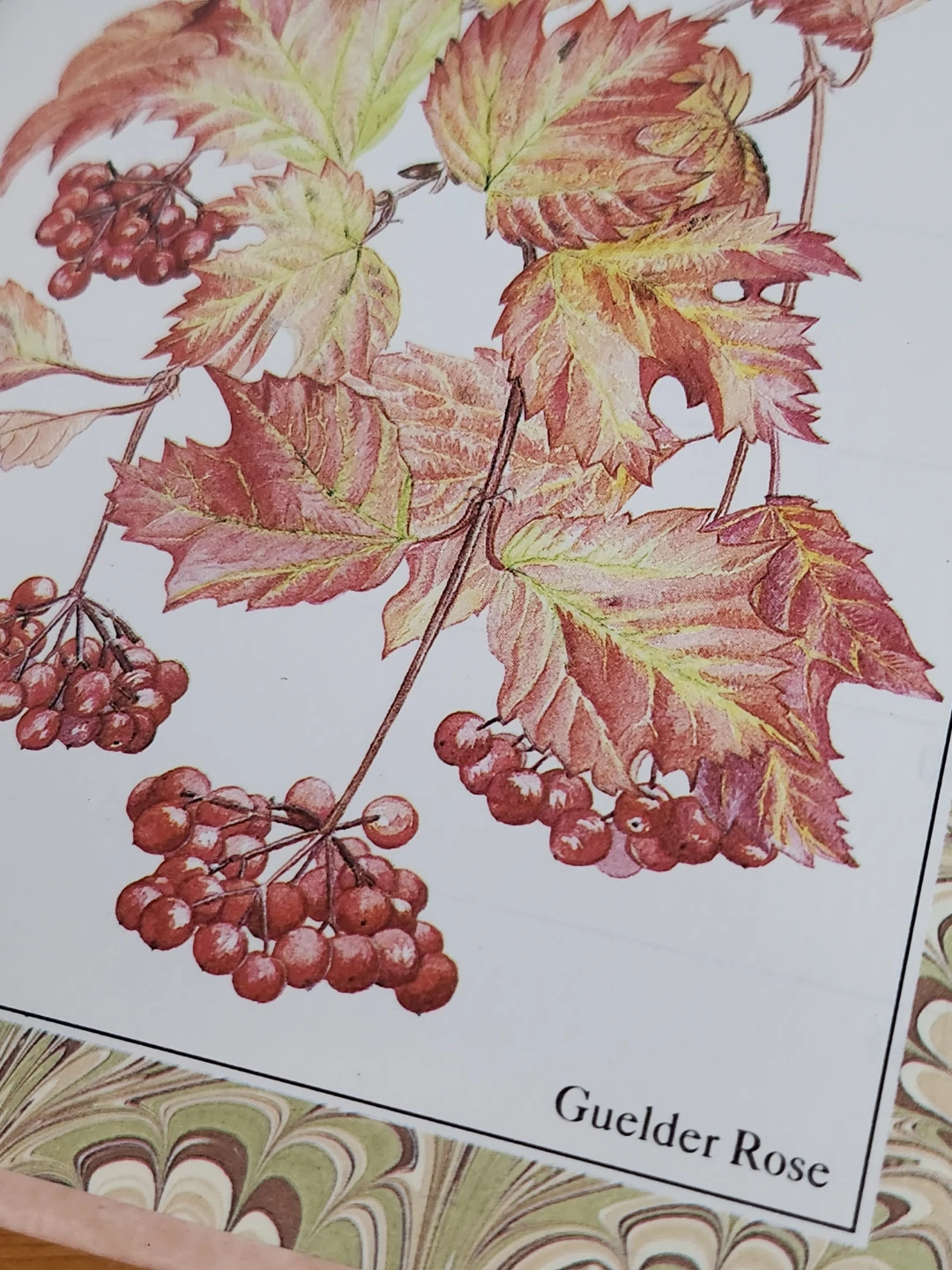 Cottage Garden Datebook by Lys de Bray - photo 3