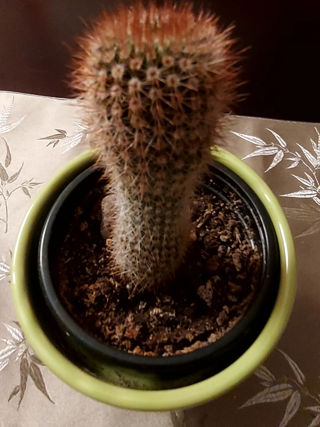 Yuca tree, cactus for sale - photo 2