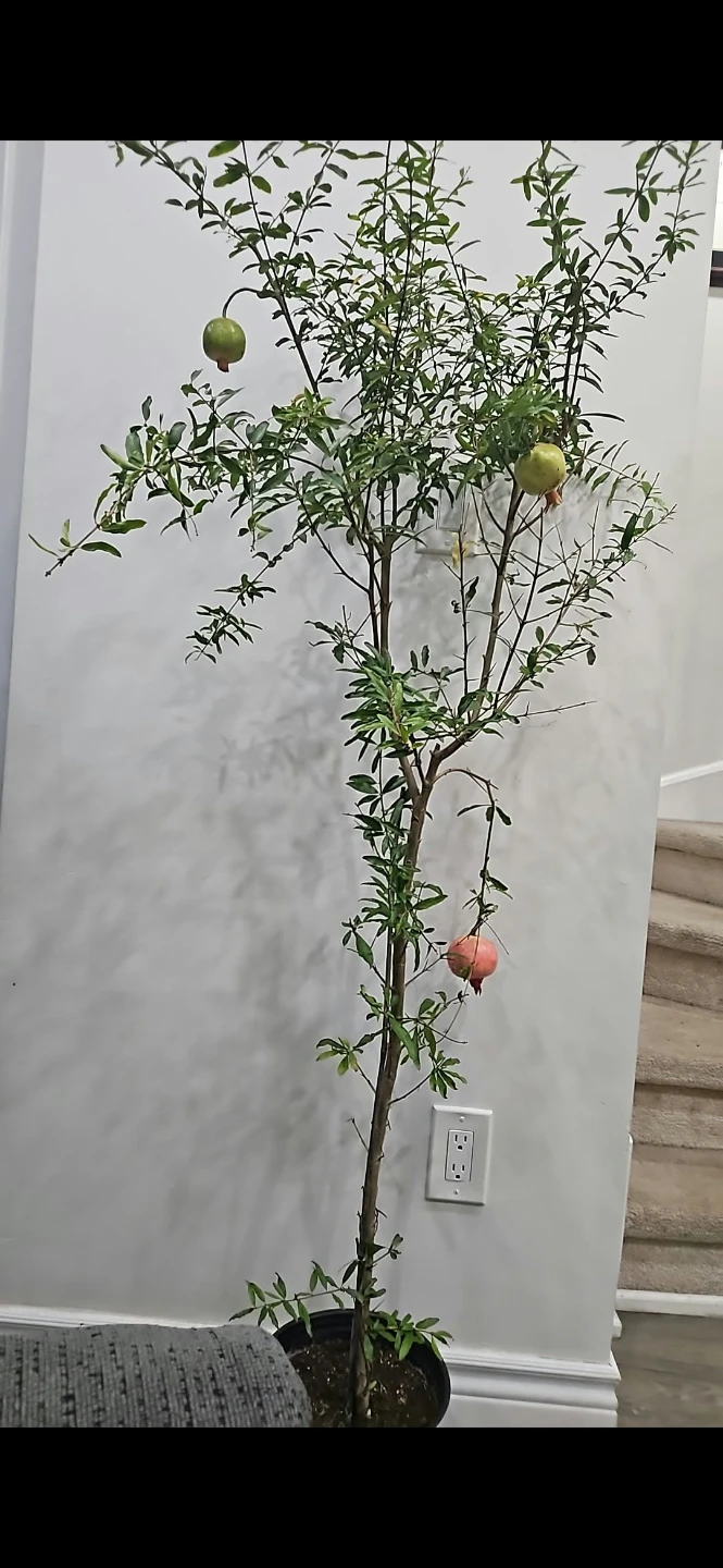 Pomegranate tree