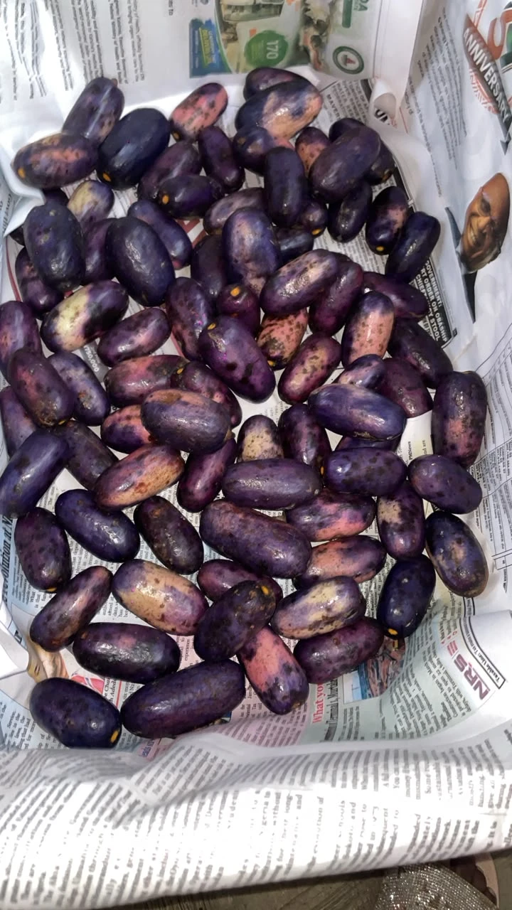 Fresh African Bush Pear (Ube) - photo 2