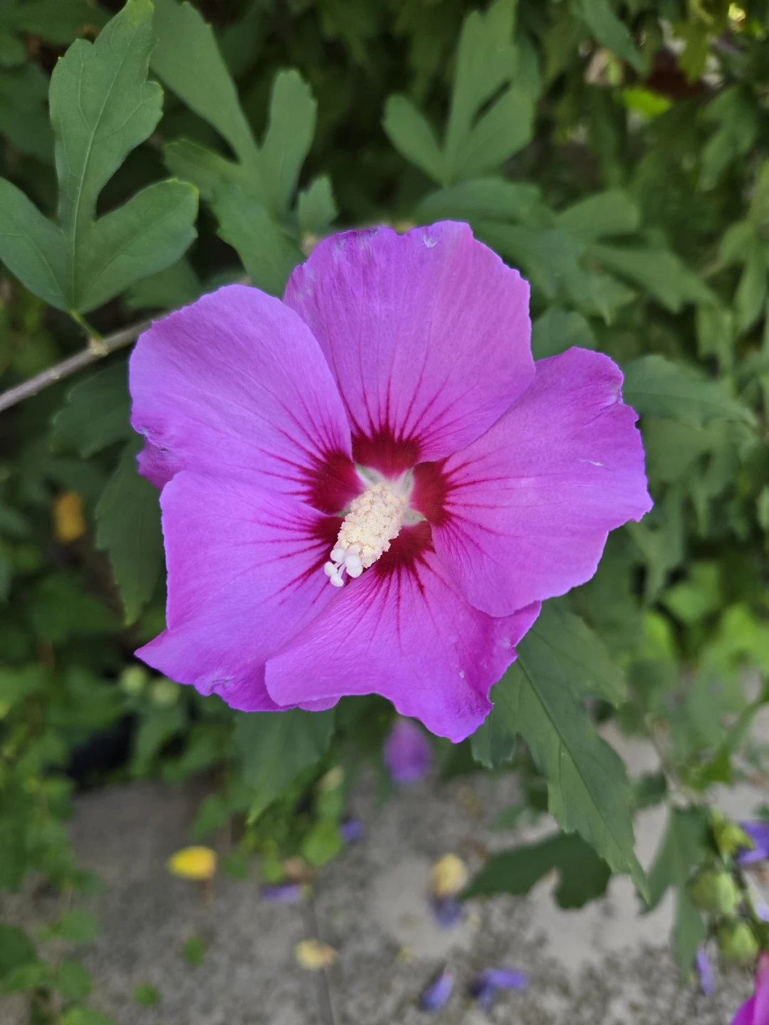 Potted Rose of Sharon ( perennial)Plant - photo 2
