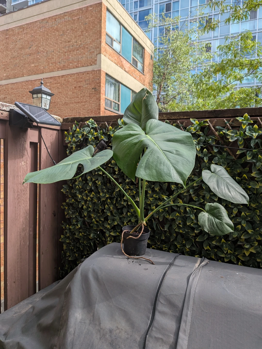 🌿Monstera Deliciosa Plant