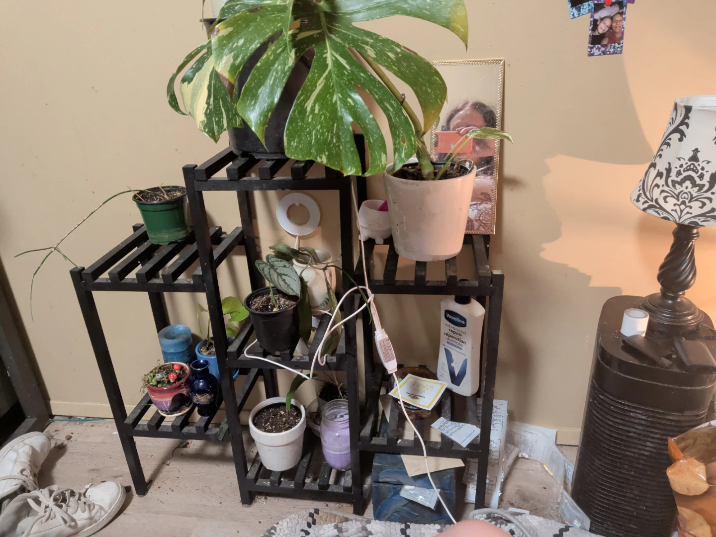 Variegated Monstera Houseplant