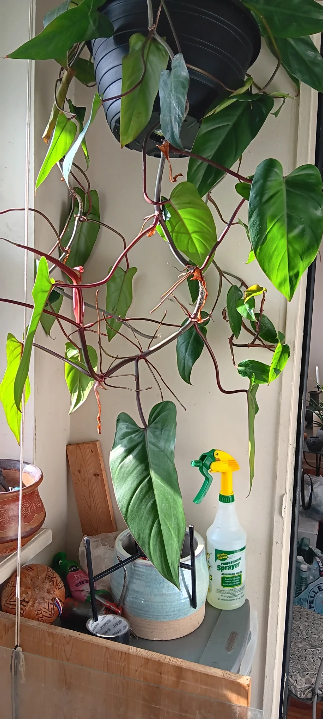 Philodendron Erubescens Red Emerald Hanging Plant