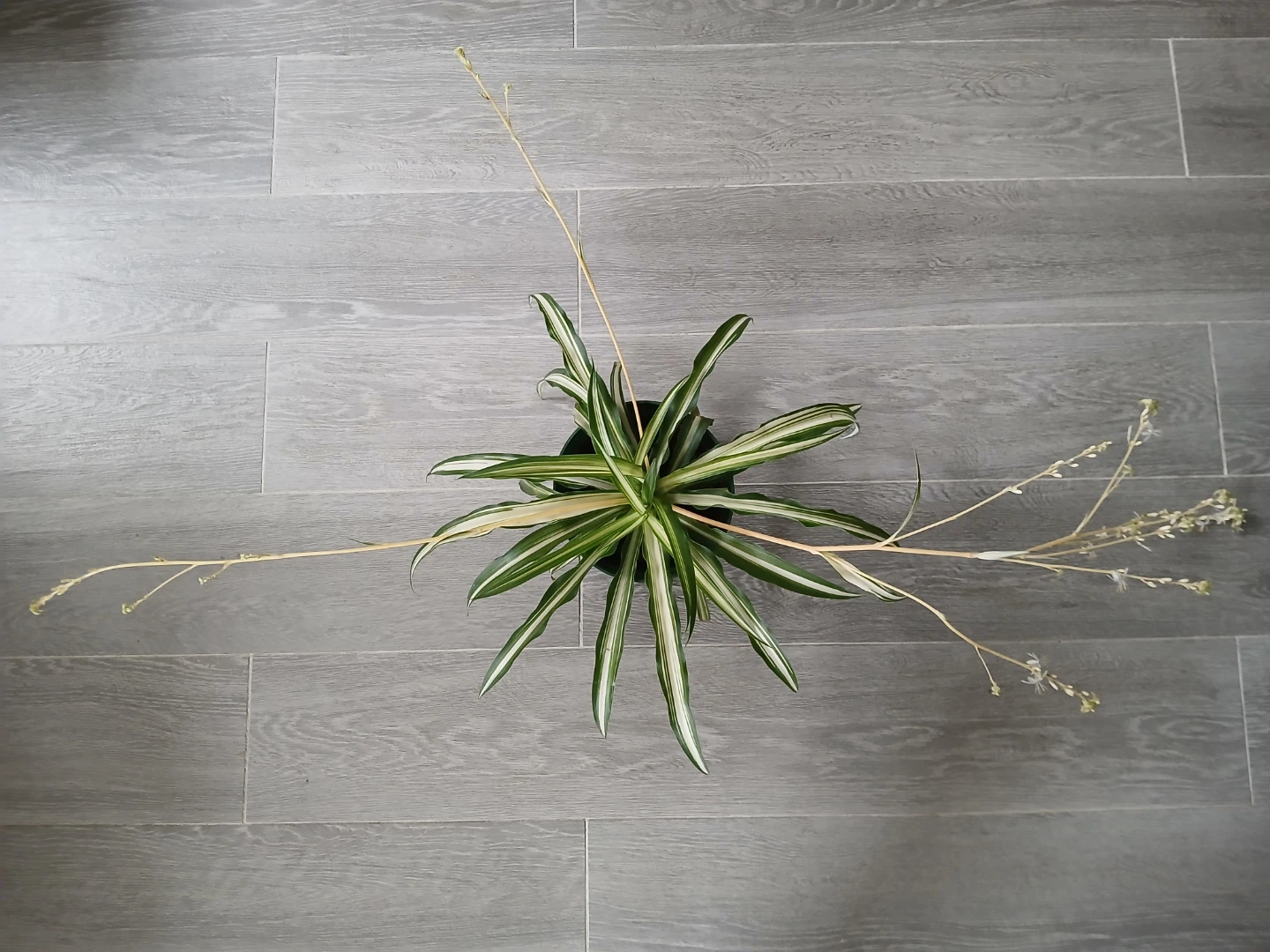 Variegated Spider Plant in 6"Pot. Fixed price. - photo 3