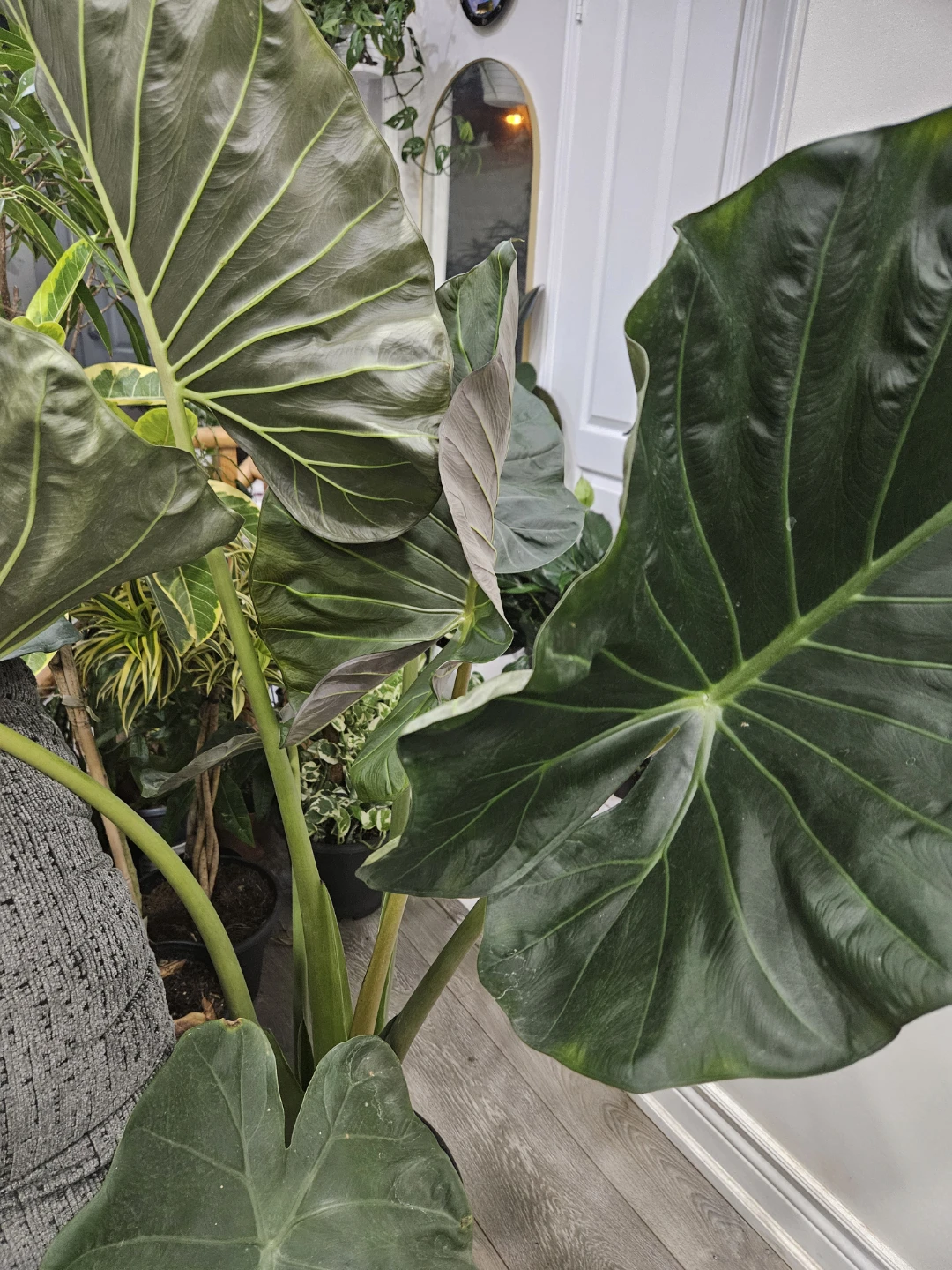 Large Alocasia Regal Shield - photo 4