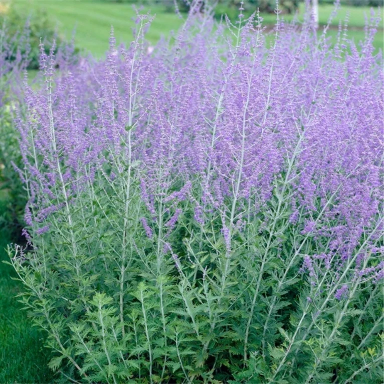 Perennial Russian Sage flower plants