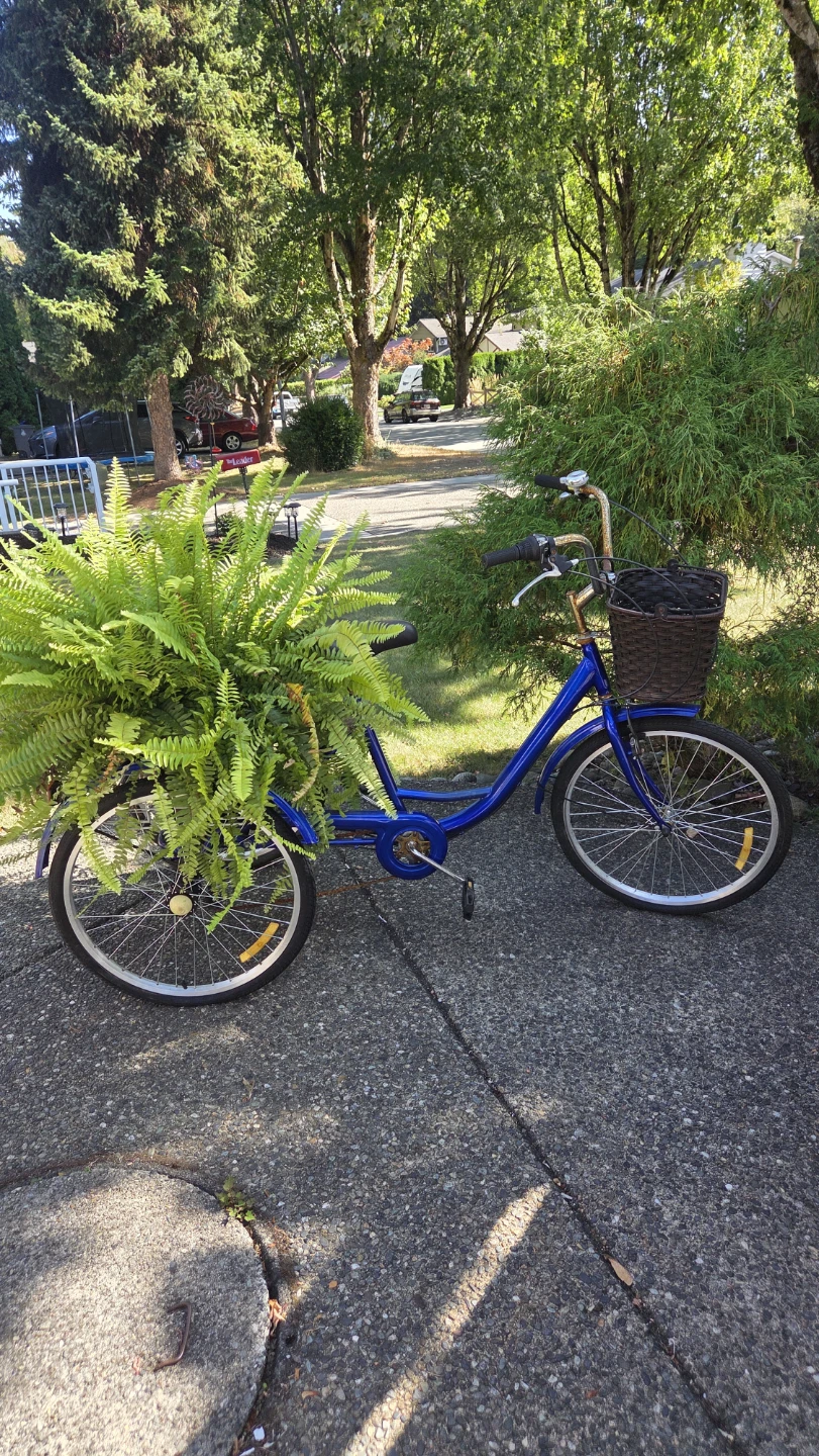 Blue Adult Tricycle  with Fern & Basket