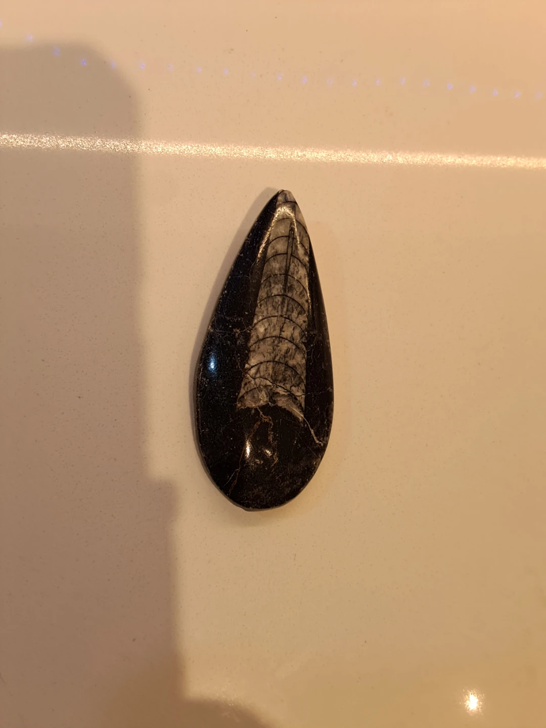 Polished Orthoceras Fossil Stone