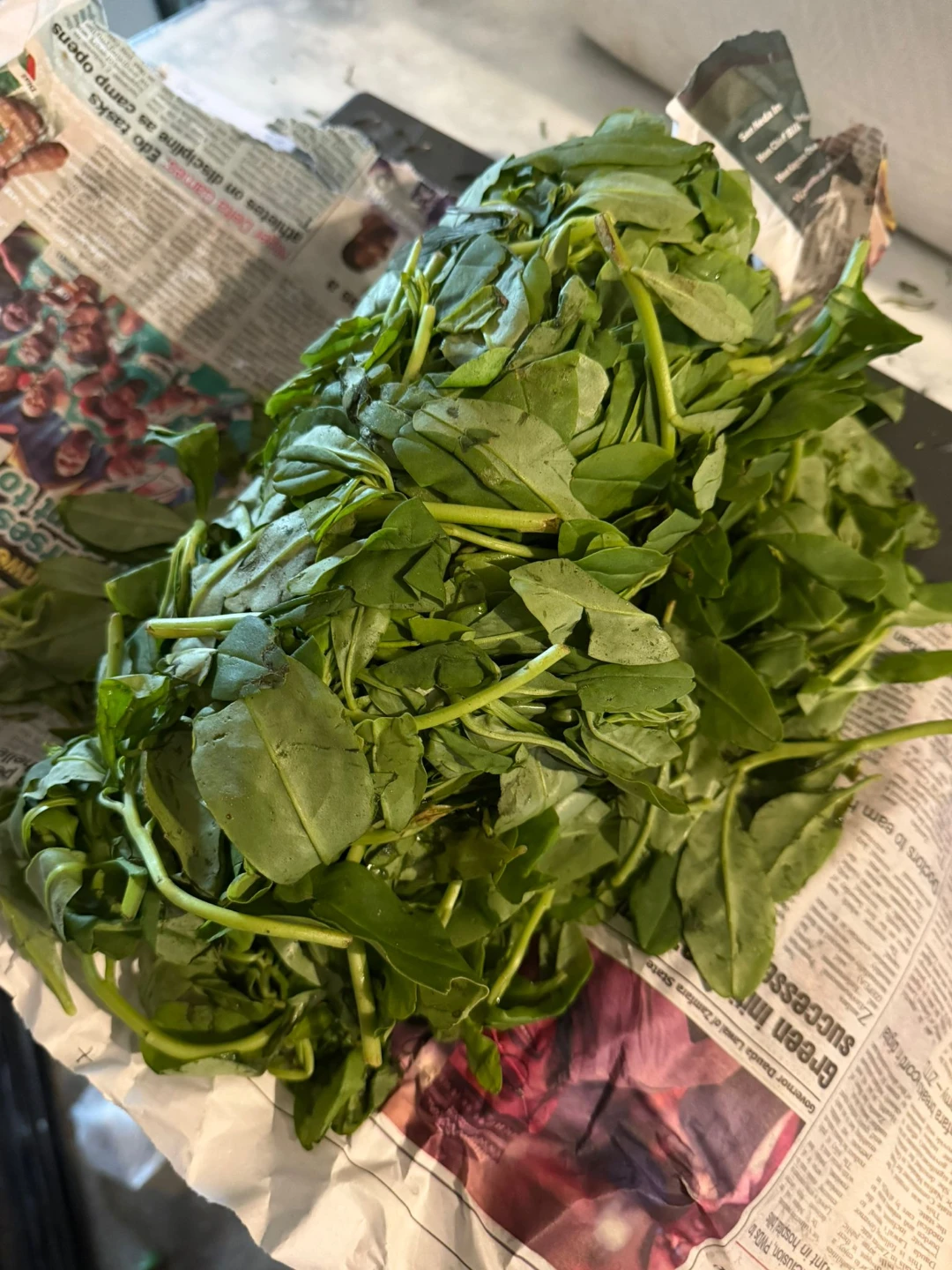Waterleaf