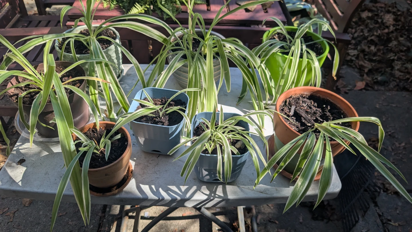 Potted Plants