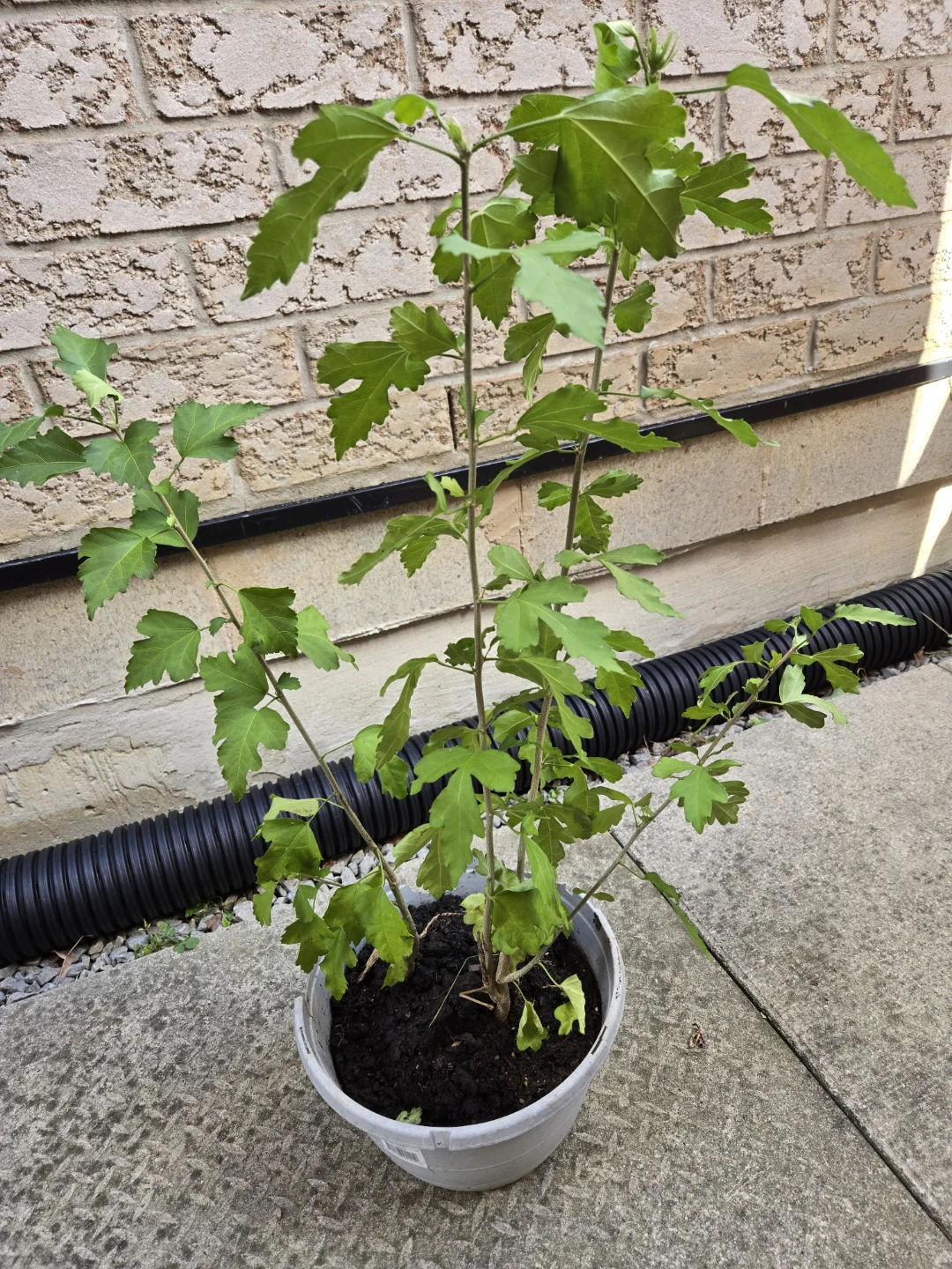 Potted Rose of Sharon ( perennial)Plant