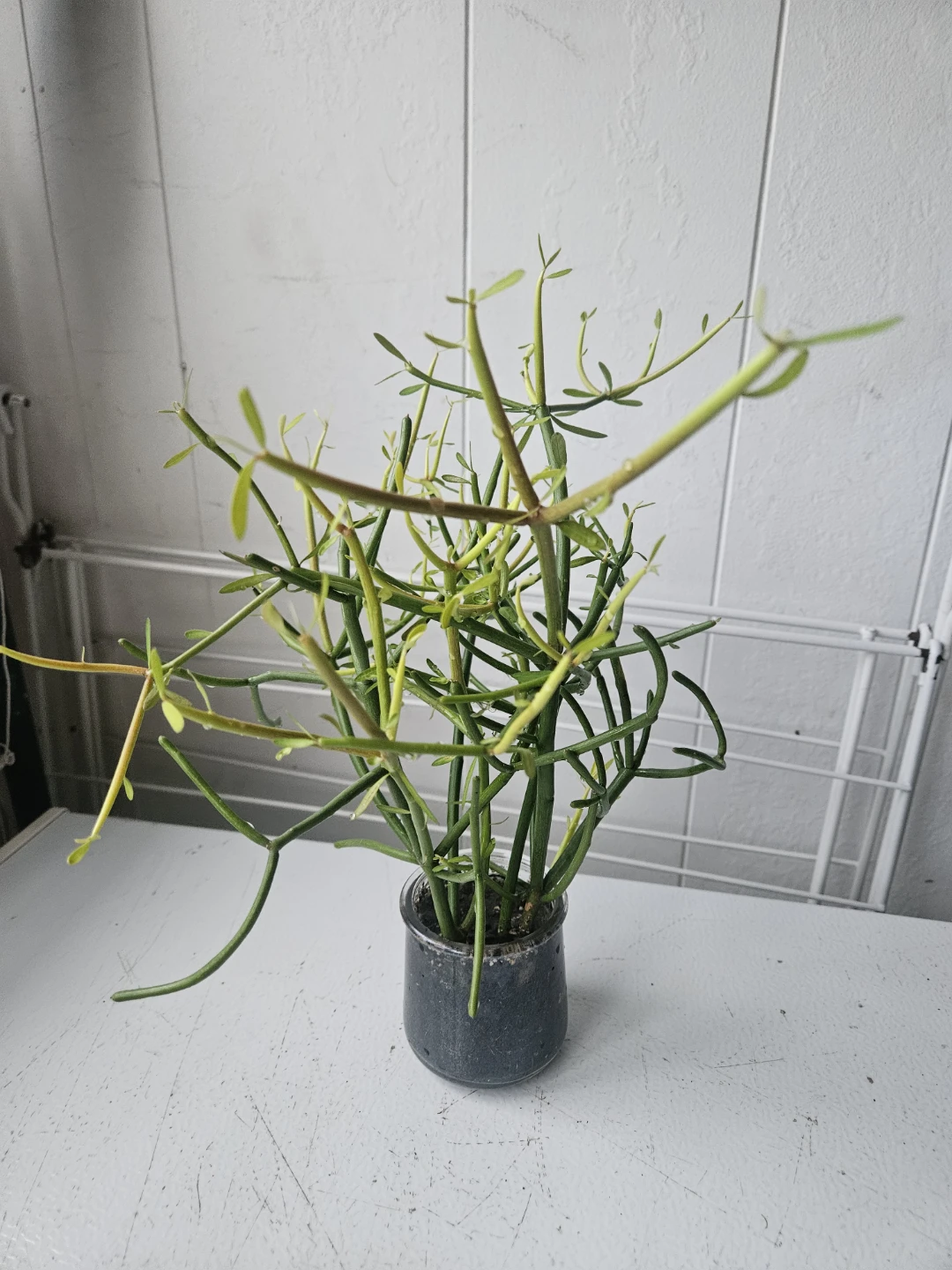 Pencil Cactus Plant in Glass Jar - photo 5