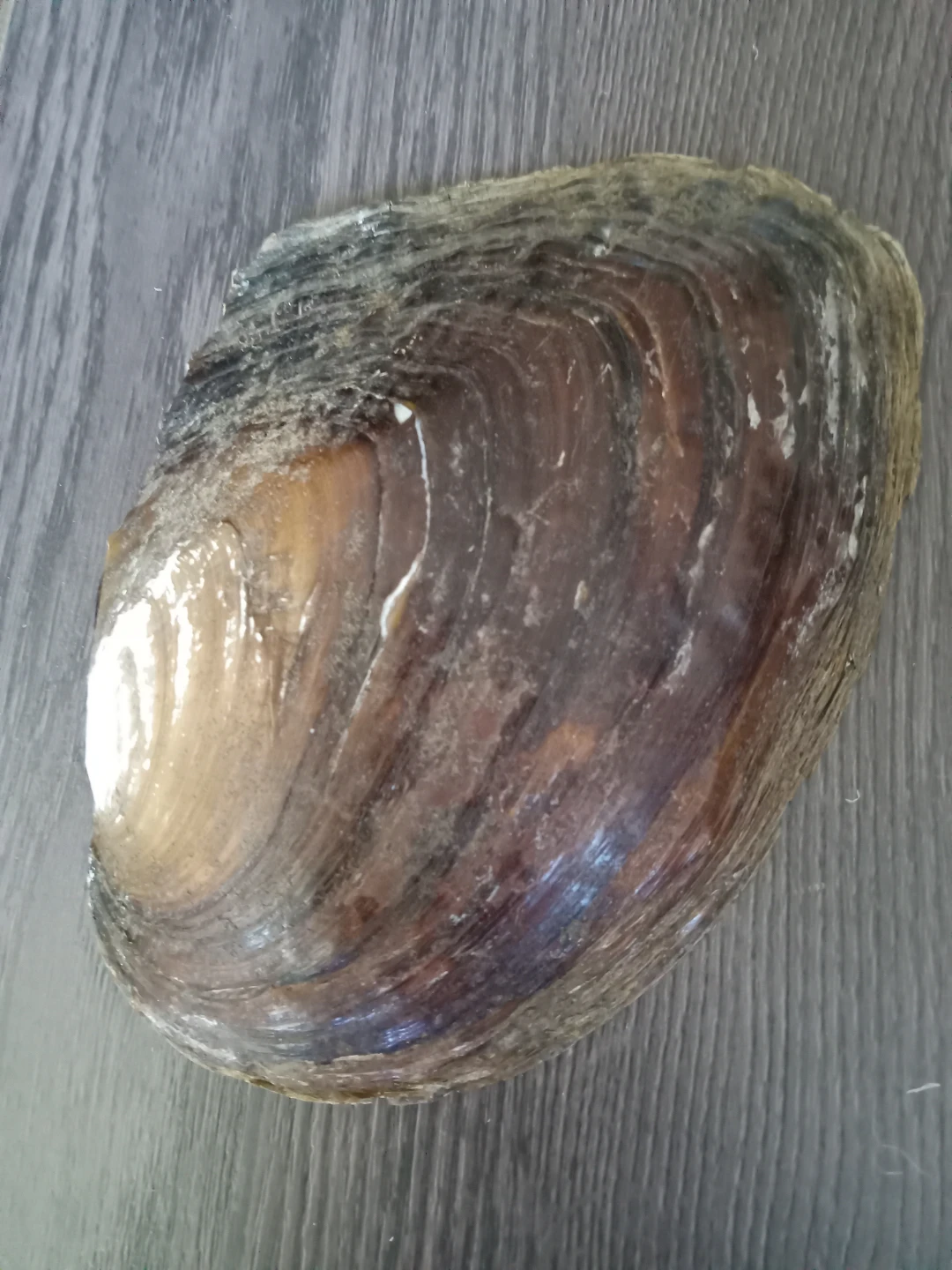 Large Freshwater Oyster Shell with Cultured Pearls - photo 2