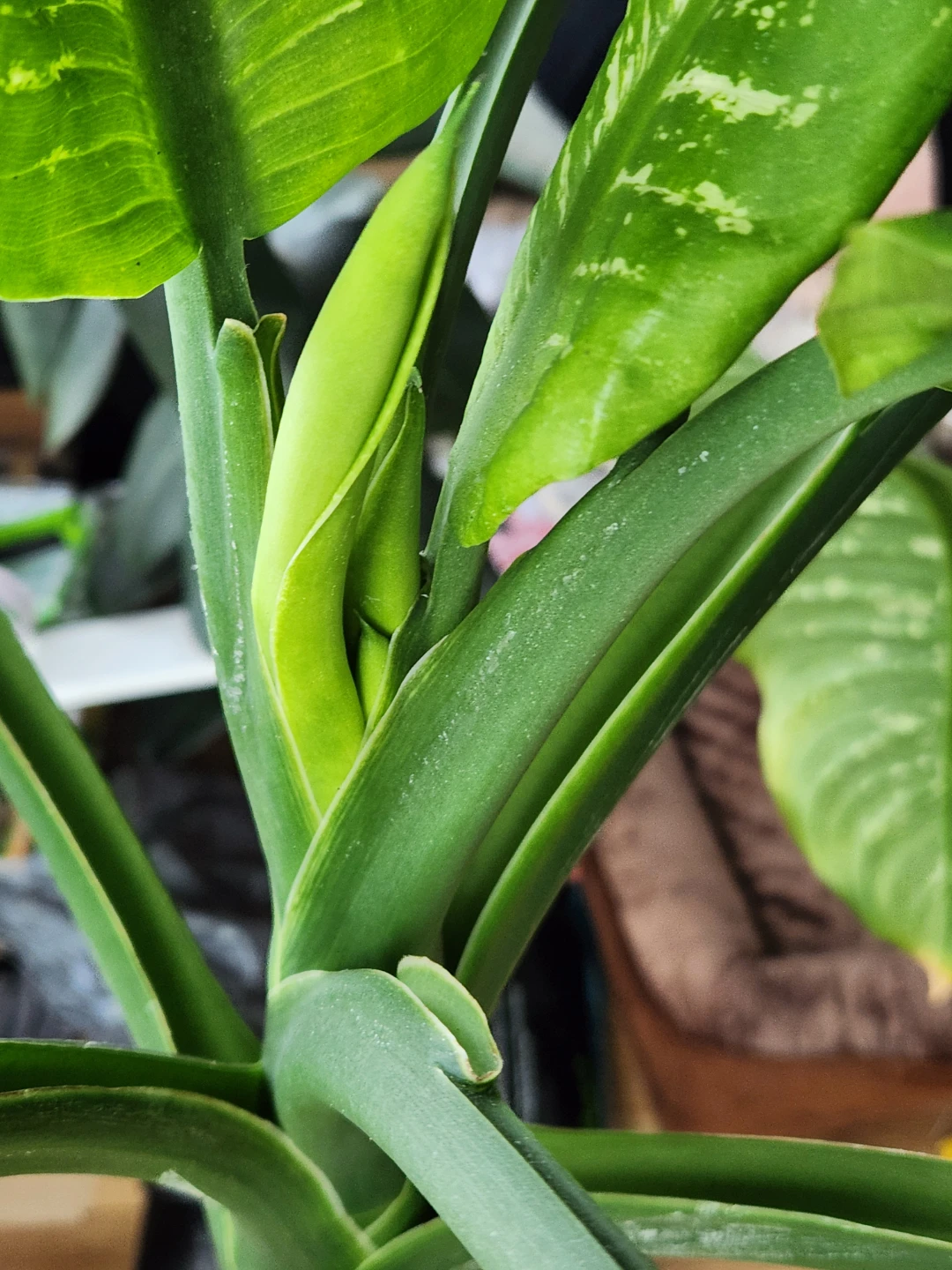 Large Dieffenbachia Houseplant - photo 2