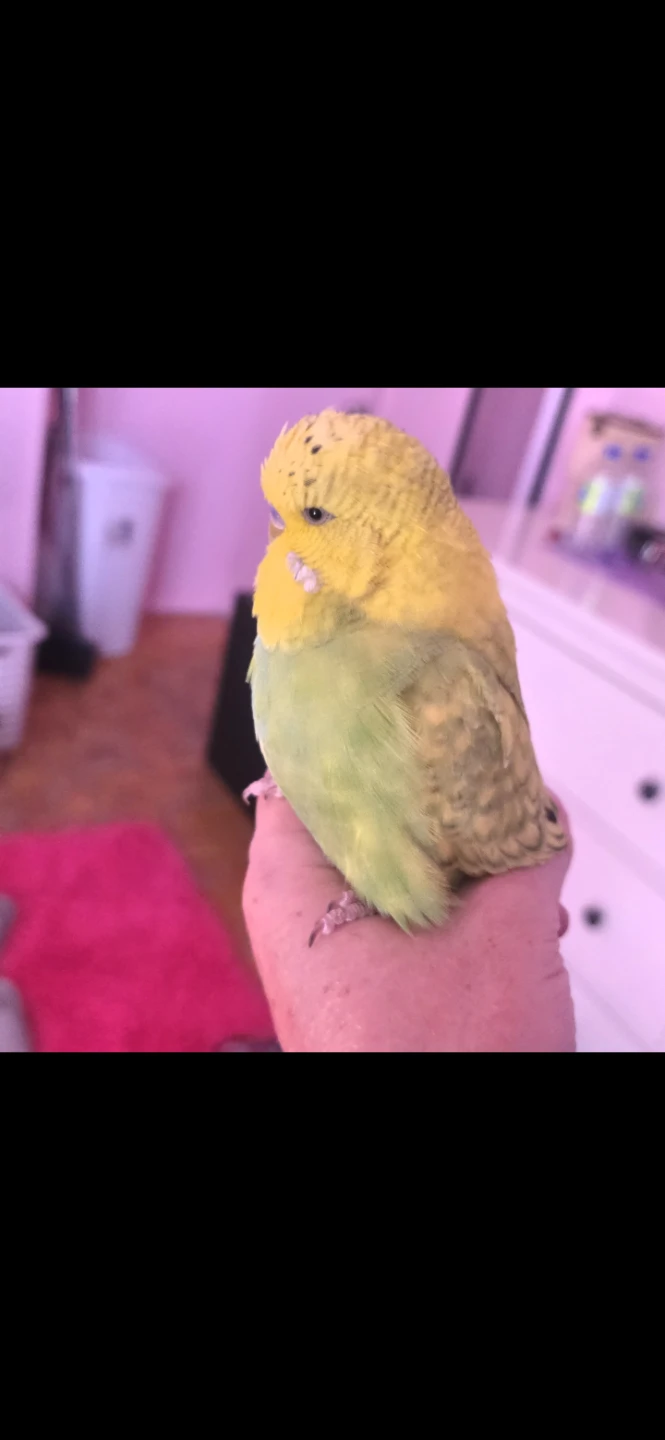 Green male english budgie