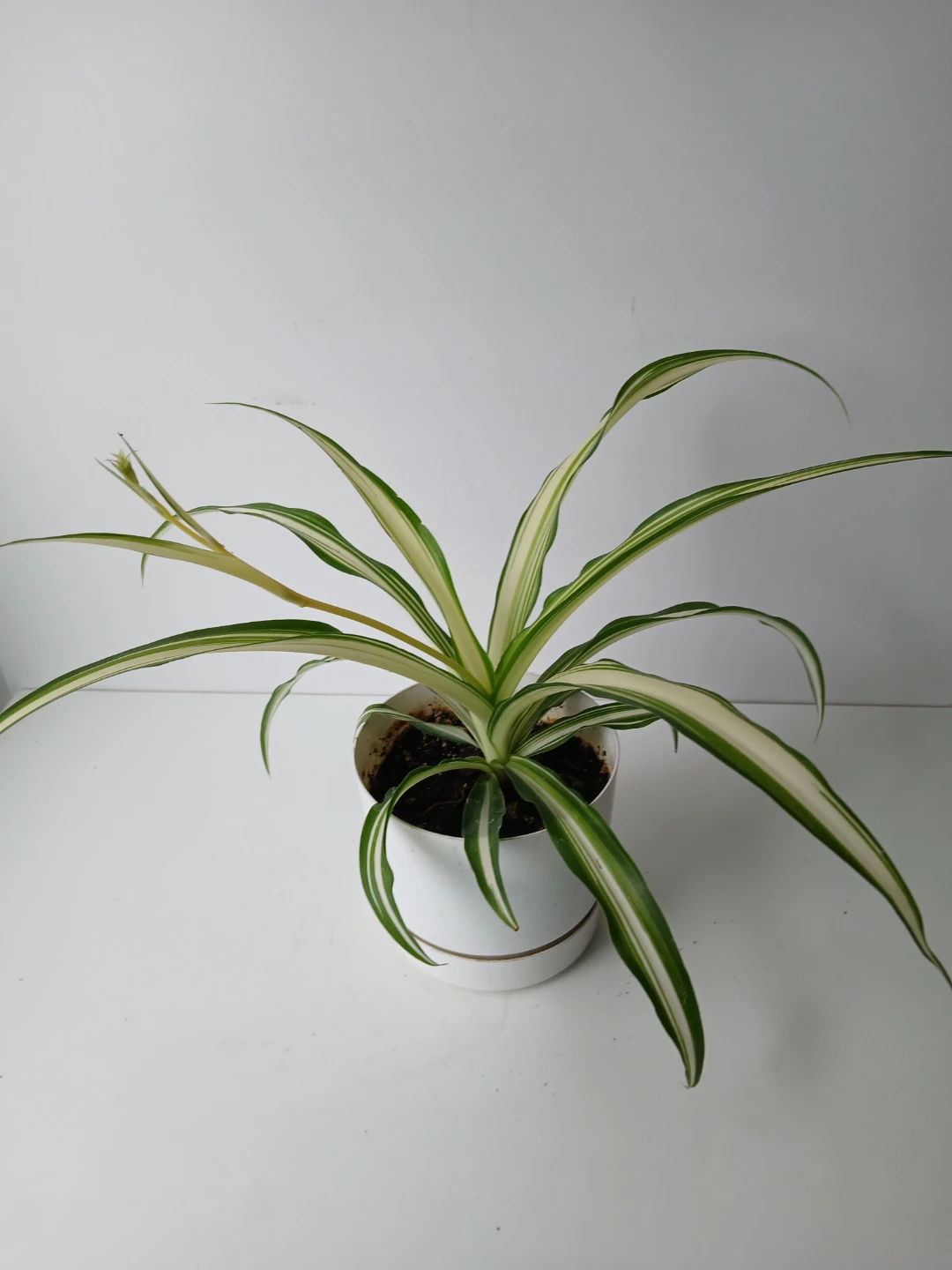 Spider Plant in White Pot. It's available! - photo 3