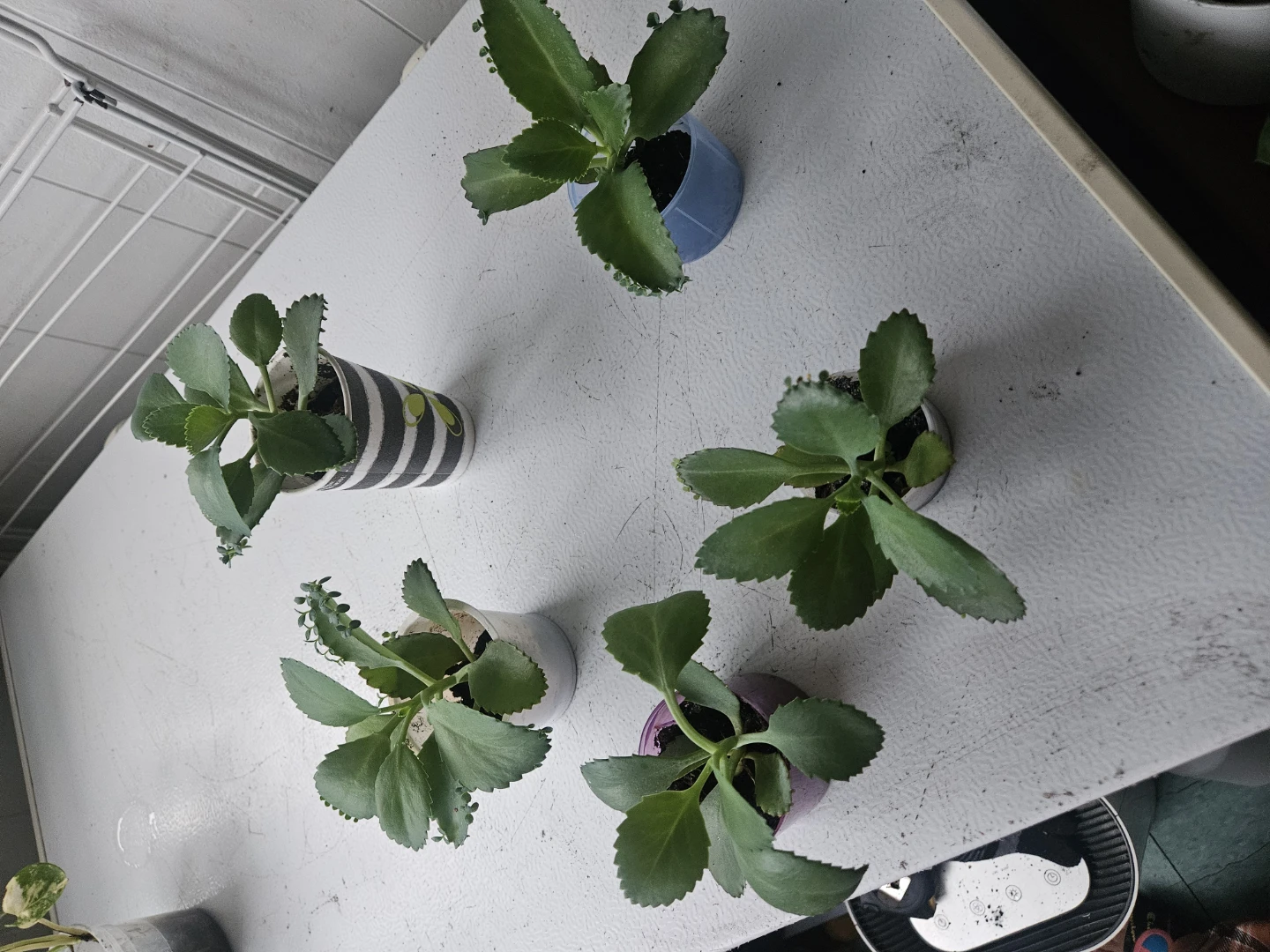 Set of 5 Mother of Thousands Succulent Plants - photo 2