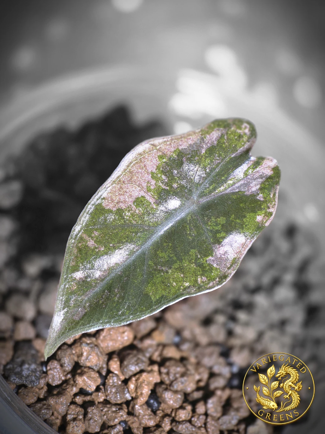 Alocasia pseudosanderiana "Rose Prism"