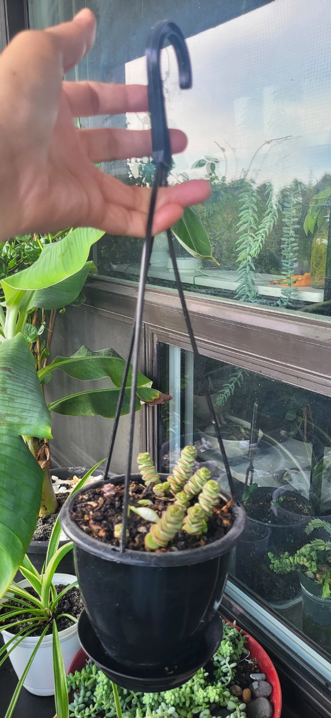 Crassula Marinela - photo 3