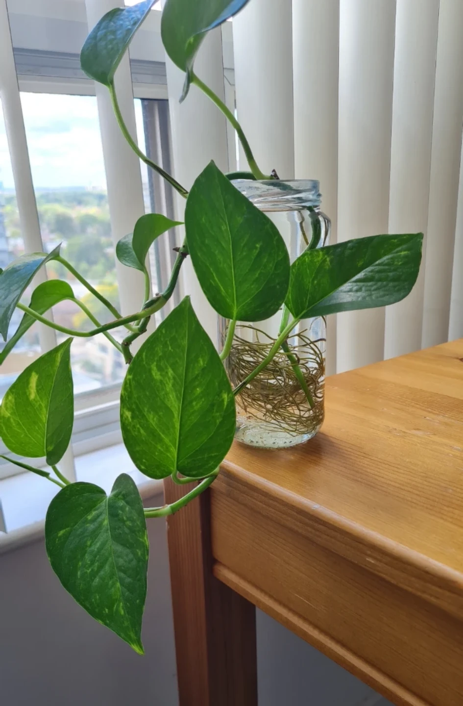 Healthy Golden Pothos Rooted in water! 🌱🌱