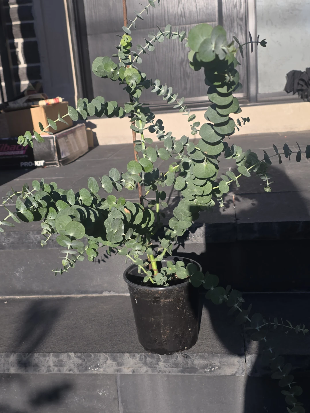 r Eucalyptus  tree