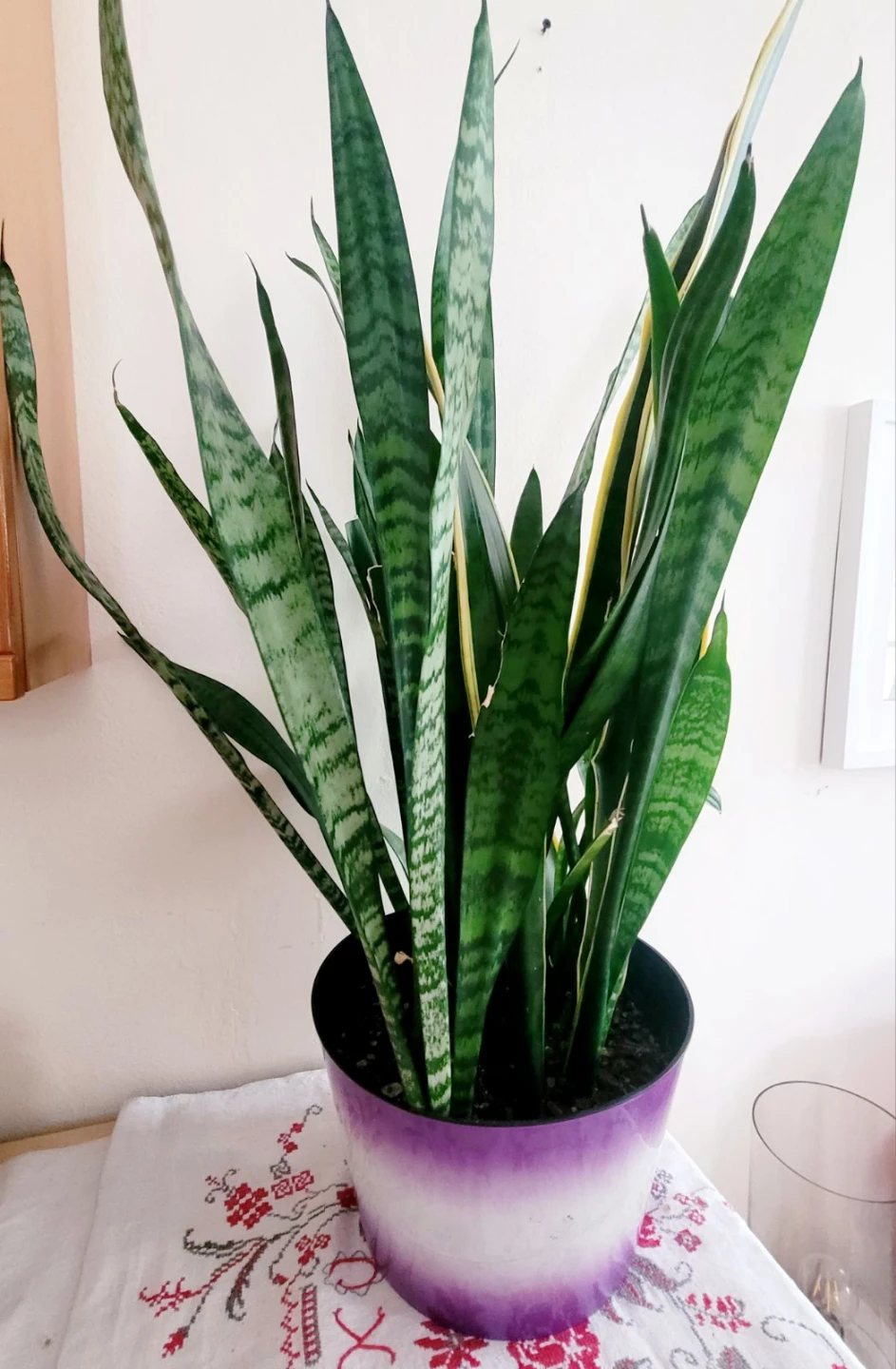Snake Plant in Purple Planter